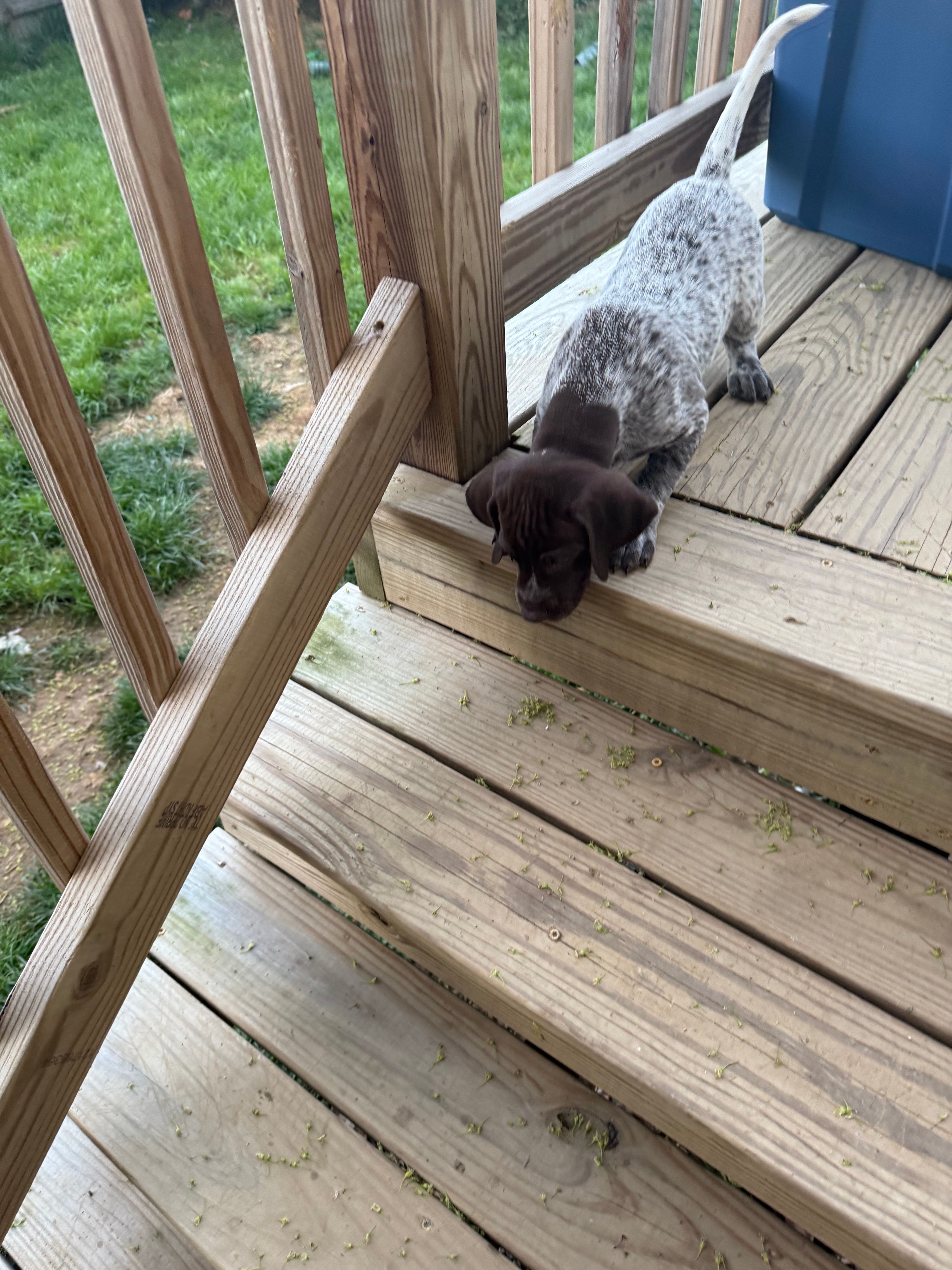Victor, a male German Shorthaired Pointer for sale in Philadelphia, PA – 4 of 7