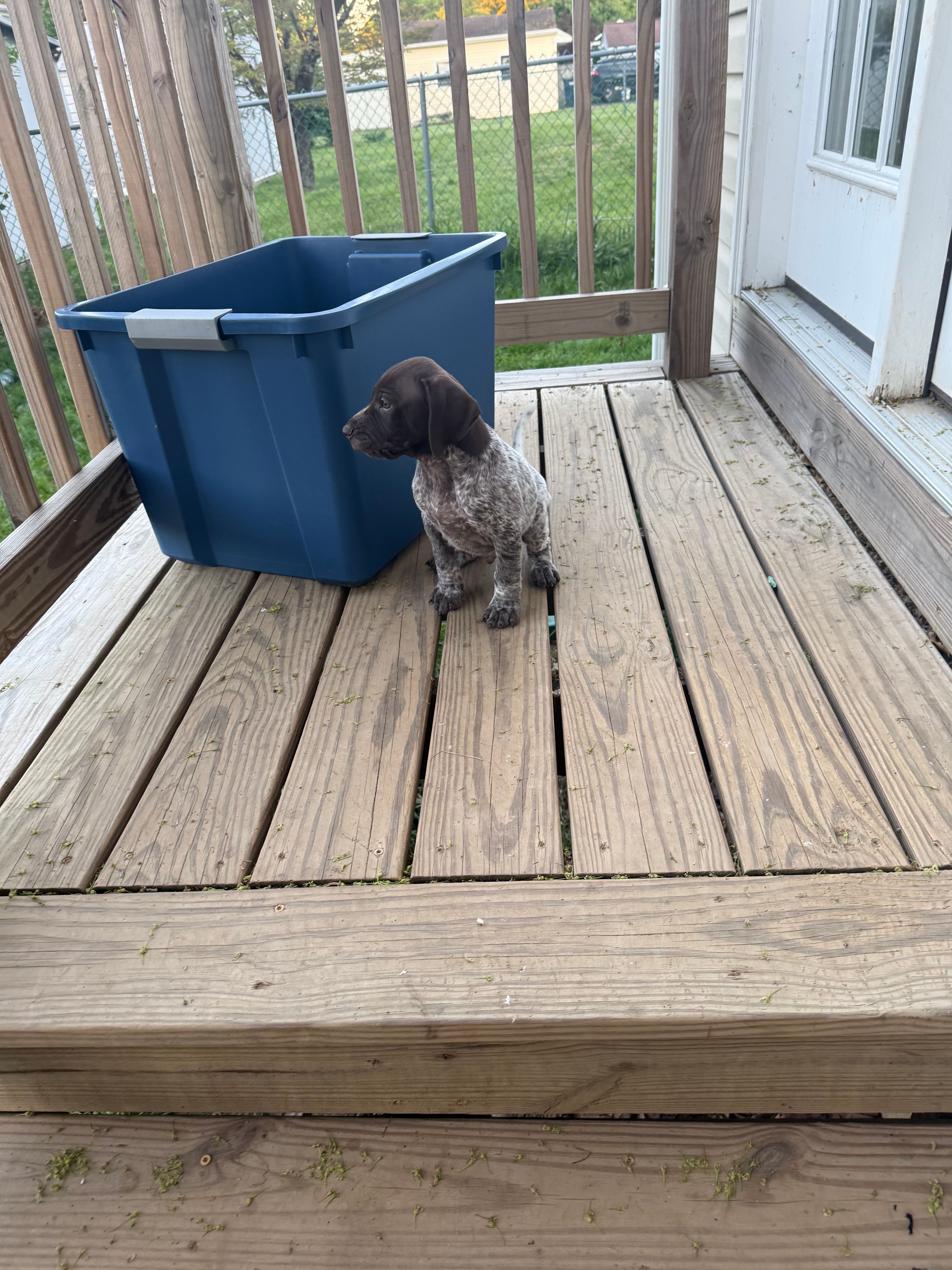 Victor, a male German Shorthaired Pointer for sale in Philadelphia, PA – 6 of 7