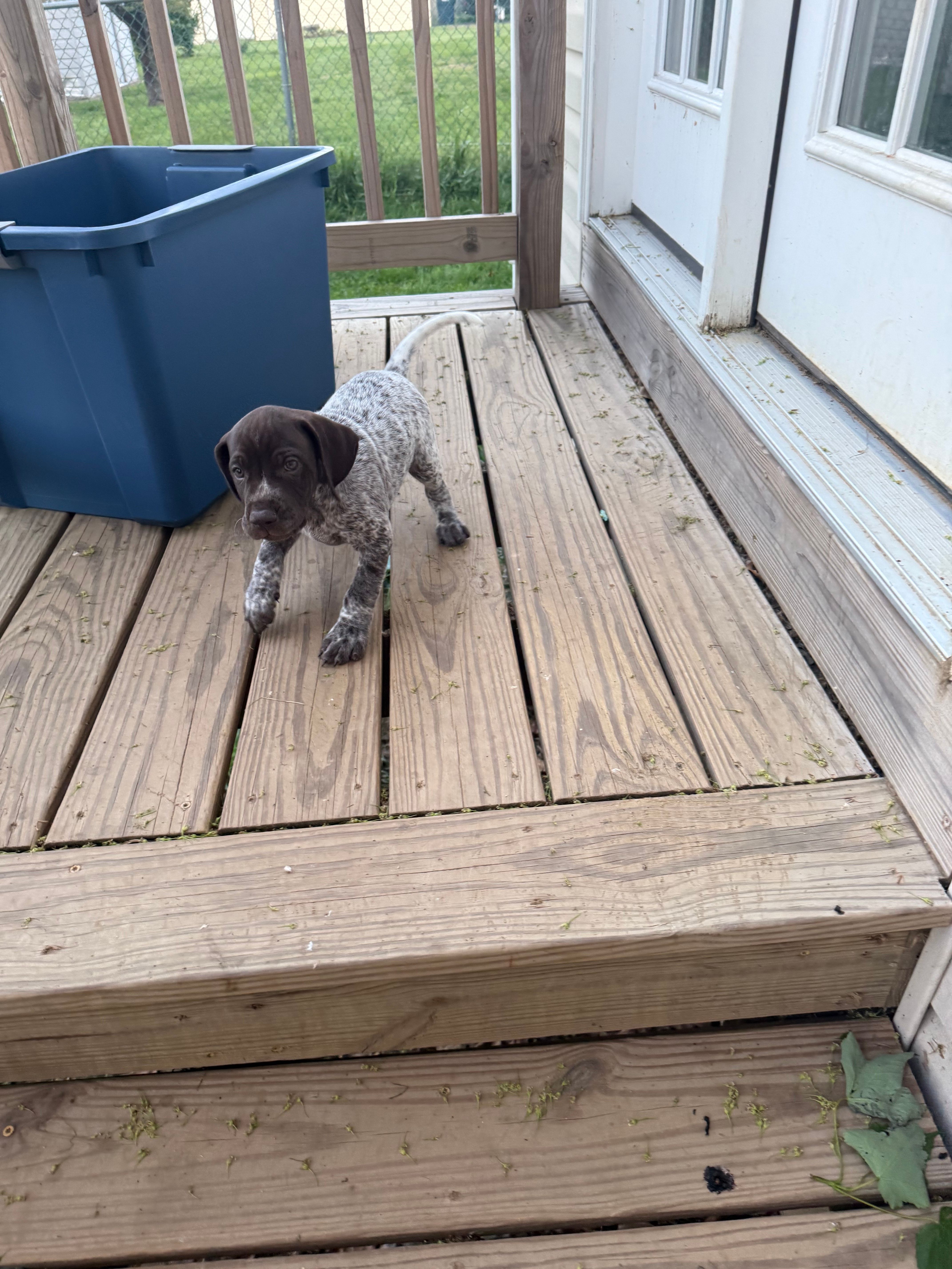Victor, a male German Shorthaired Pointer for sale in Philadelphia, PA – 7 of 7