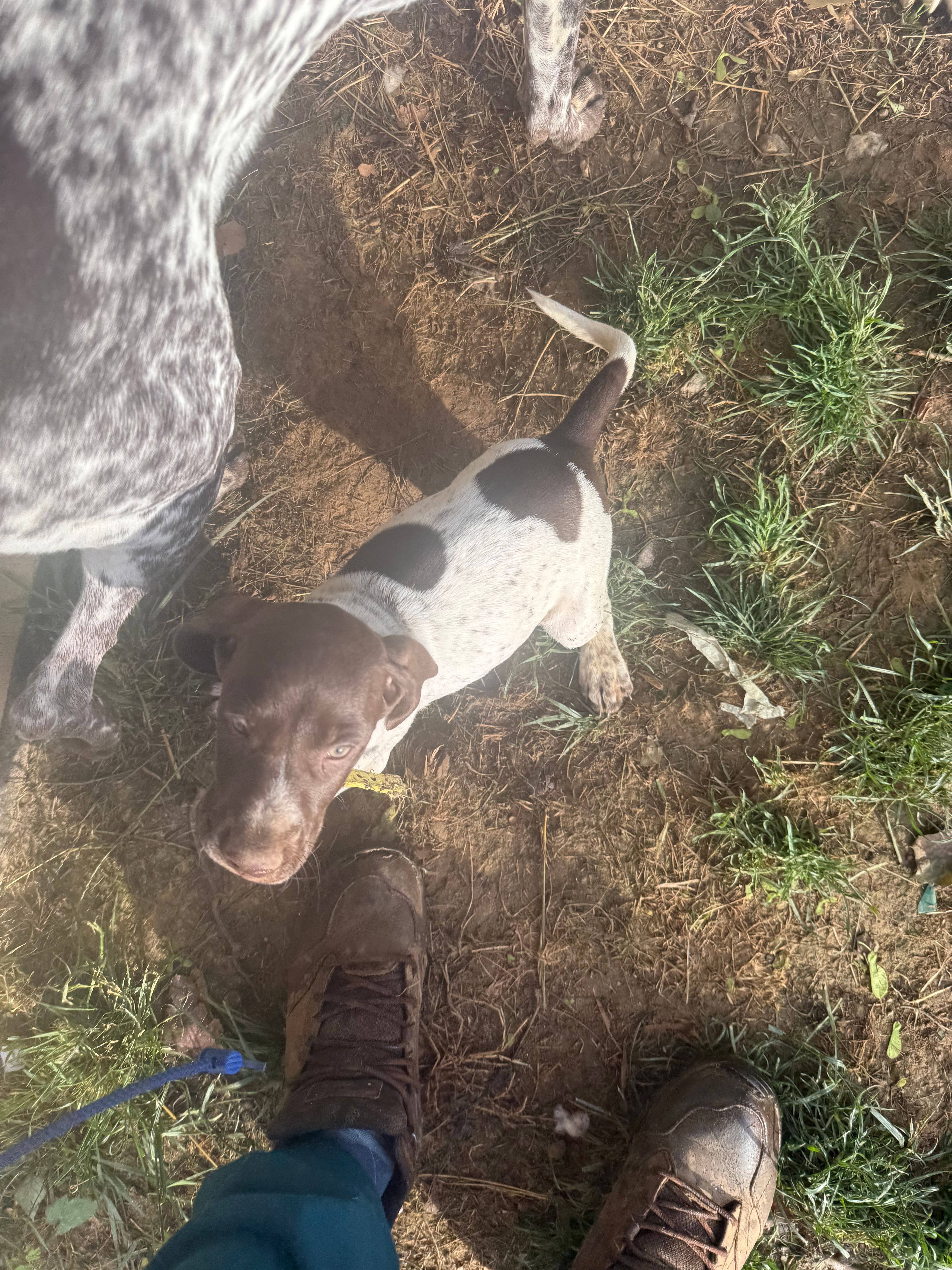 Erica, a female German Shorthaired Pointer for sale in Philadelphia, PA – 5 of 7