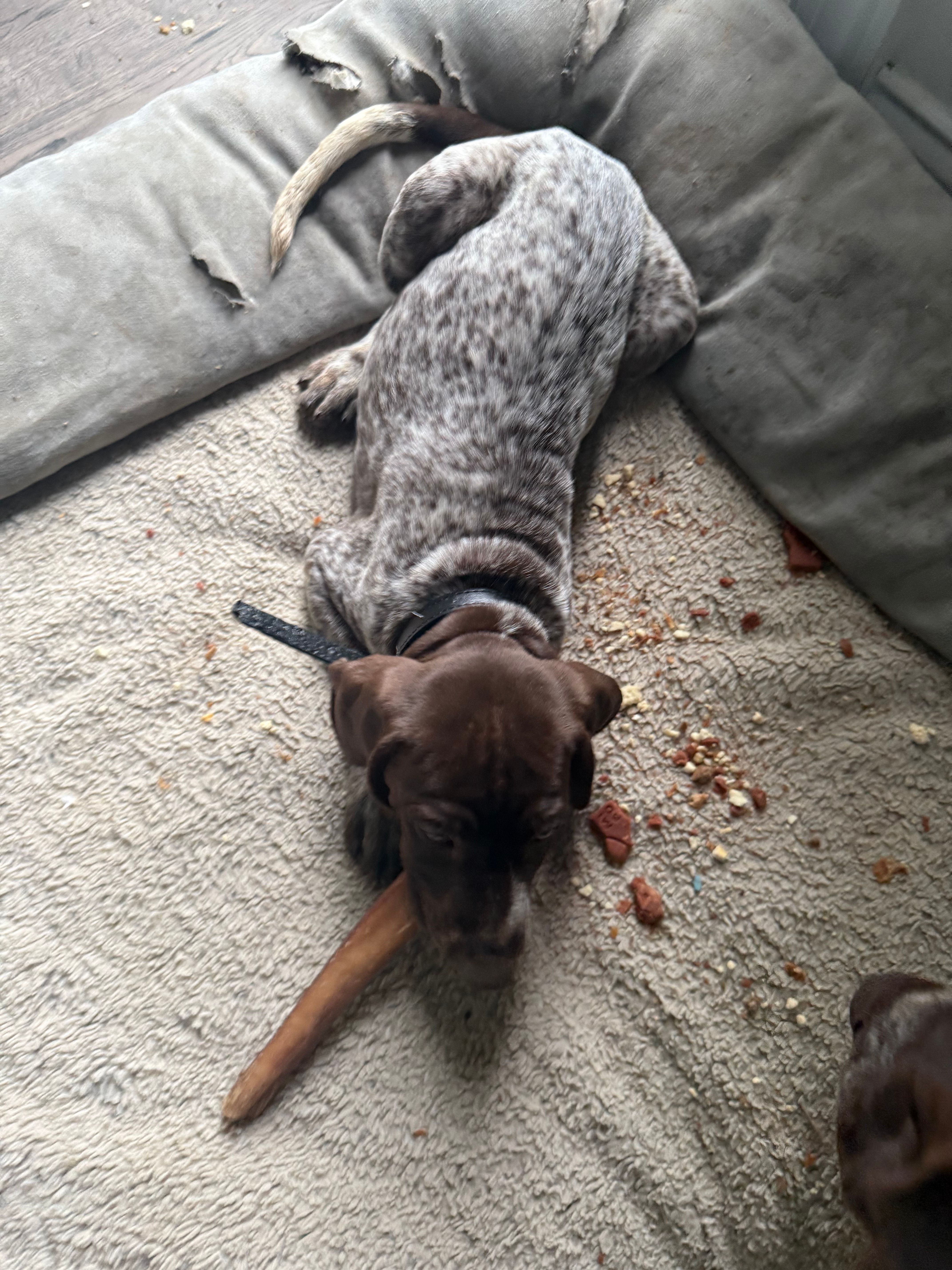 Ann, a female German Shorthaired Pointer for sale in Philadelphia, PA – 7 of 8