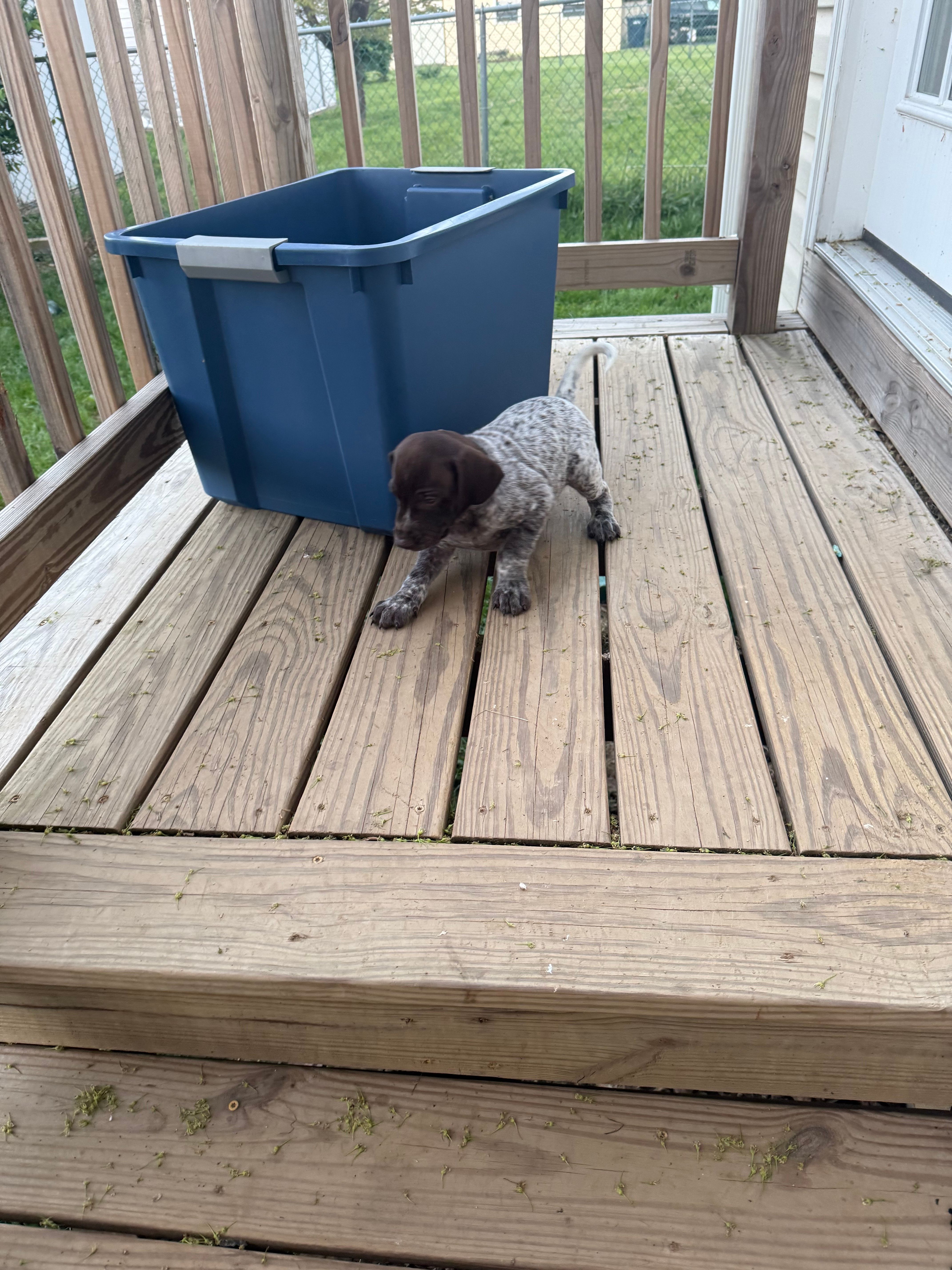 Victor, a male German Shorthaired Pointer for sale in Philadelphia, PA – 5 of 7