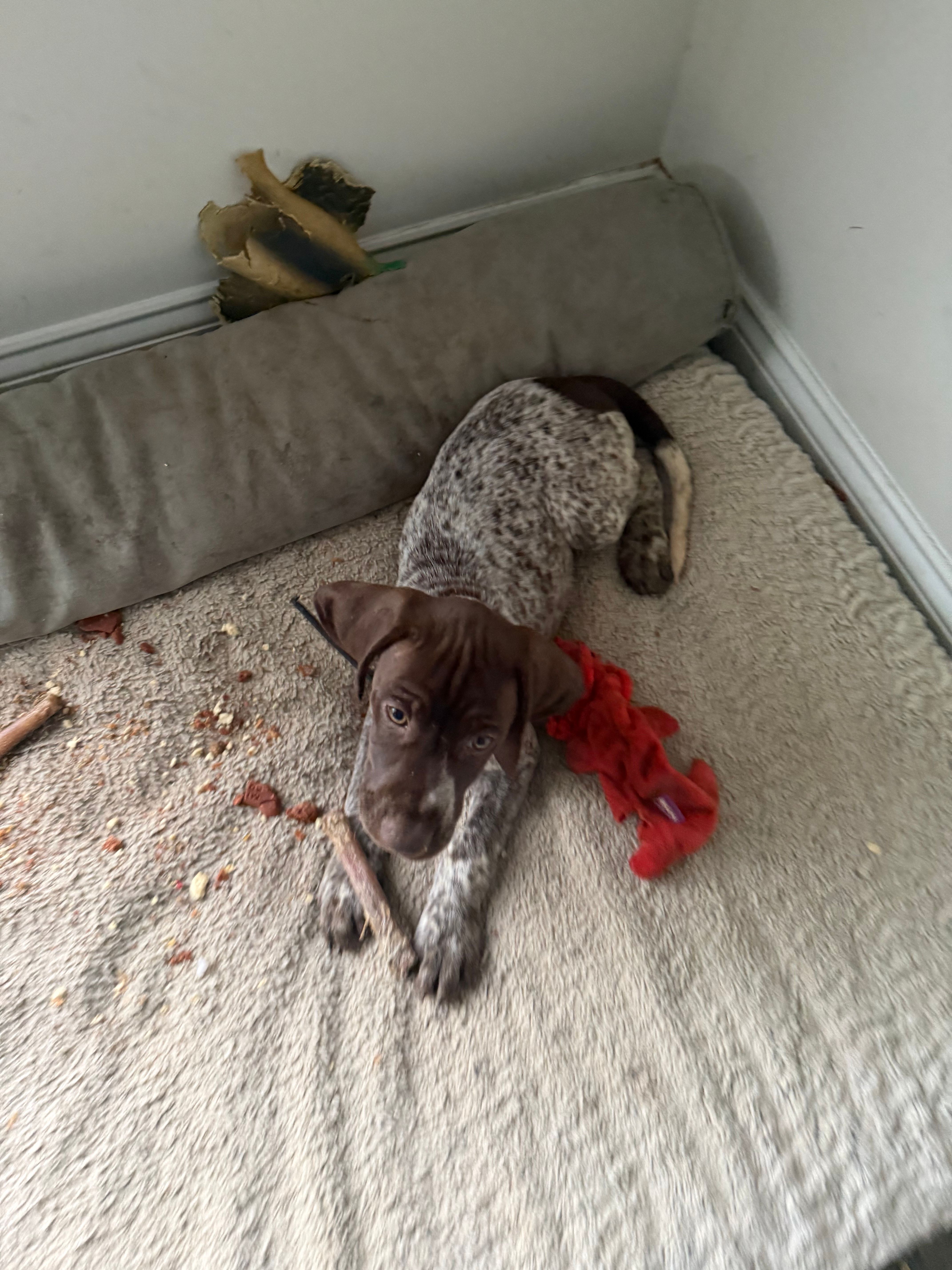 Ann, a female German Shorthaired Pointer for sale in Philadelphia, PA – 6 of 8