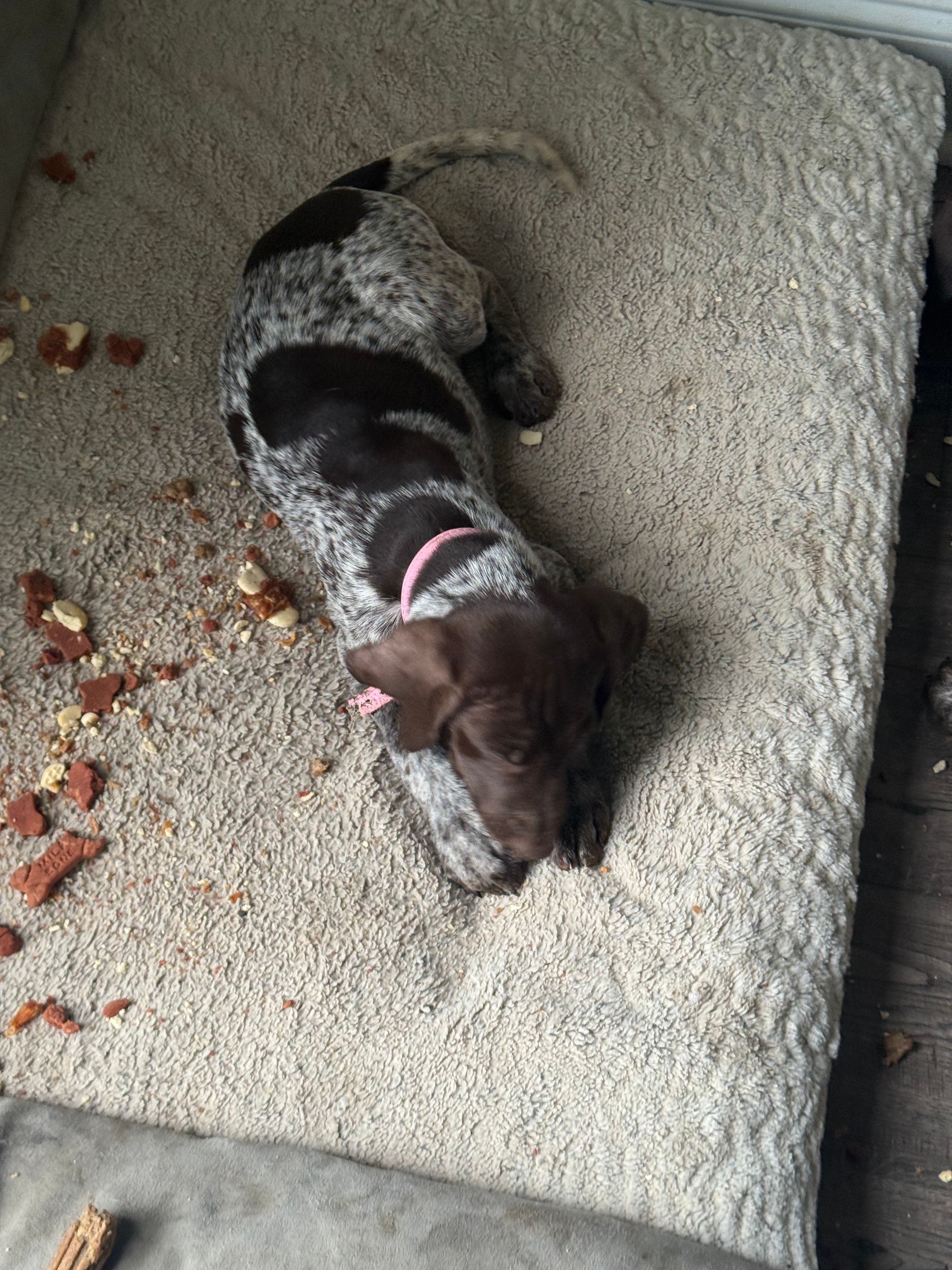 Lucy, a female German Shorthaired Pointer for sale in Philadelphia, PA – 10 of 10