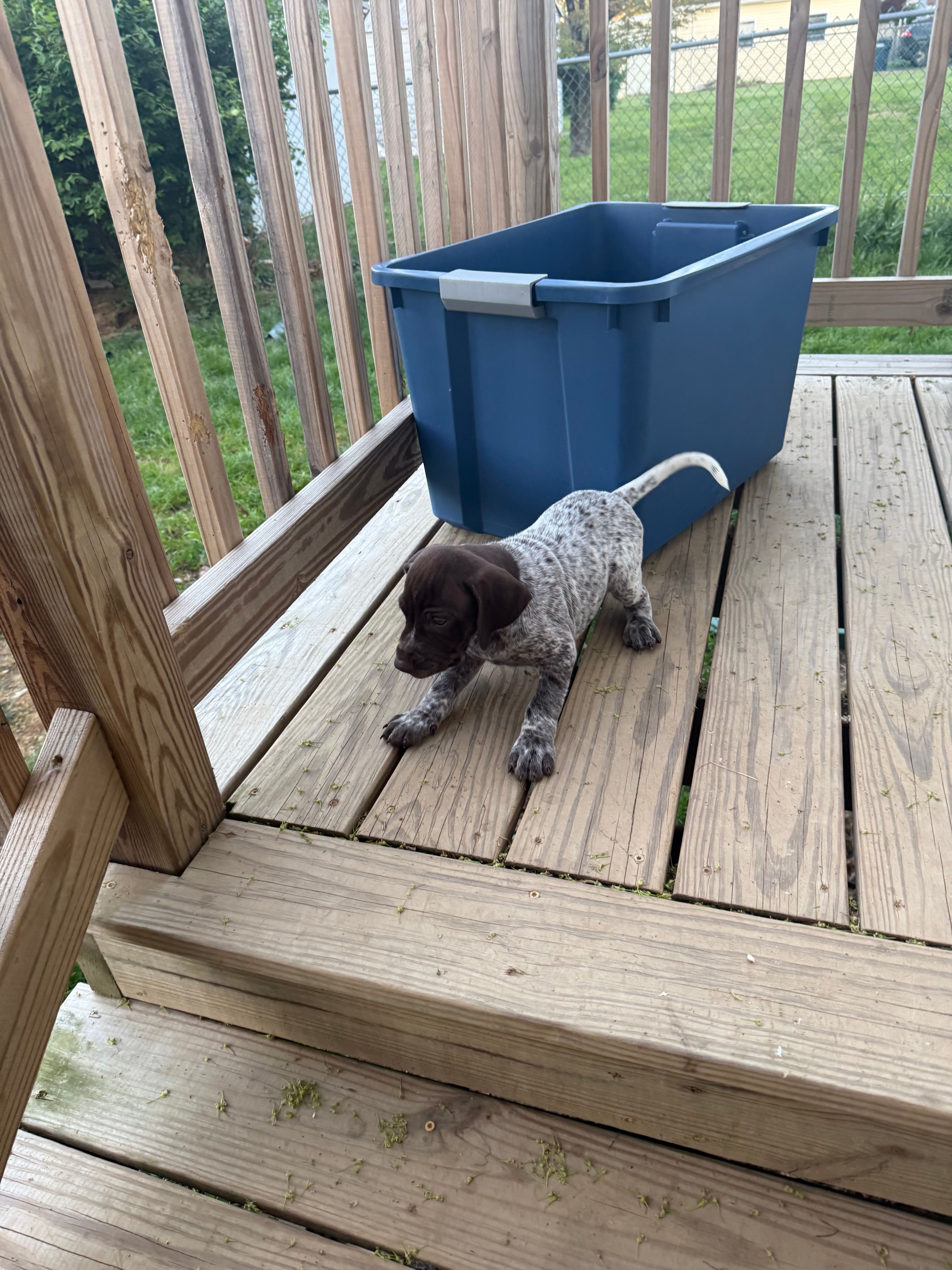 Victor – German Shorthaired Pointer puppy for sale in Philadelphia, PA