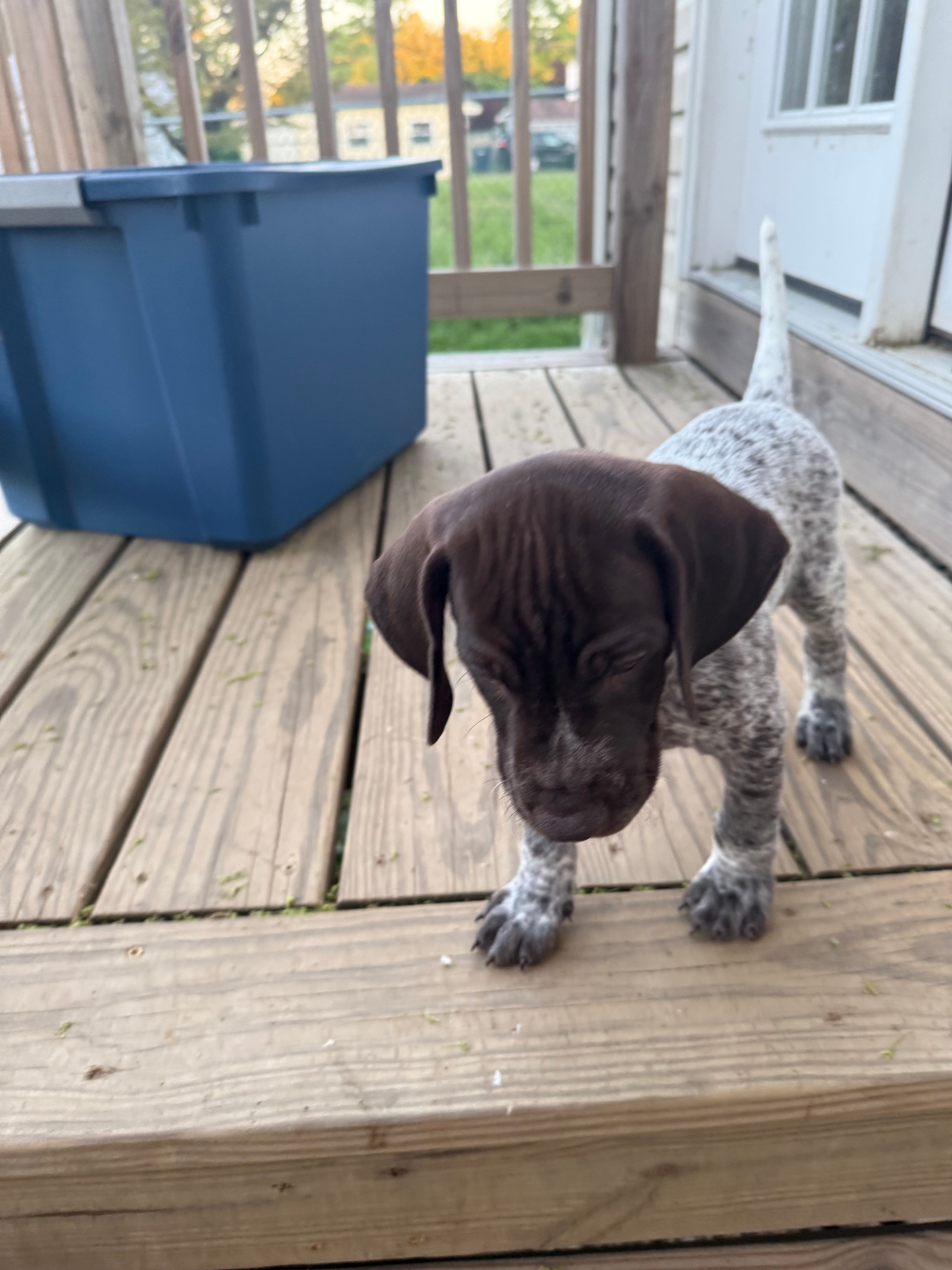 Victor, a male German Shorthaired Pointer for sale in Philadelphia, PA – 2 of 7