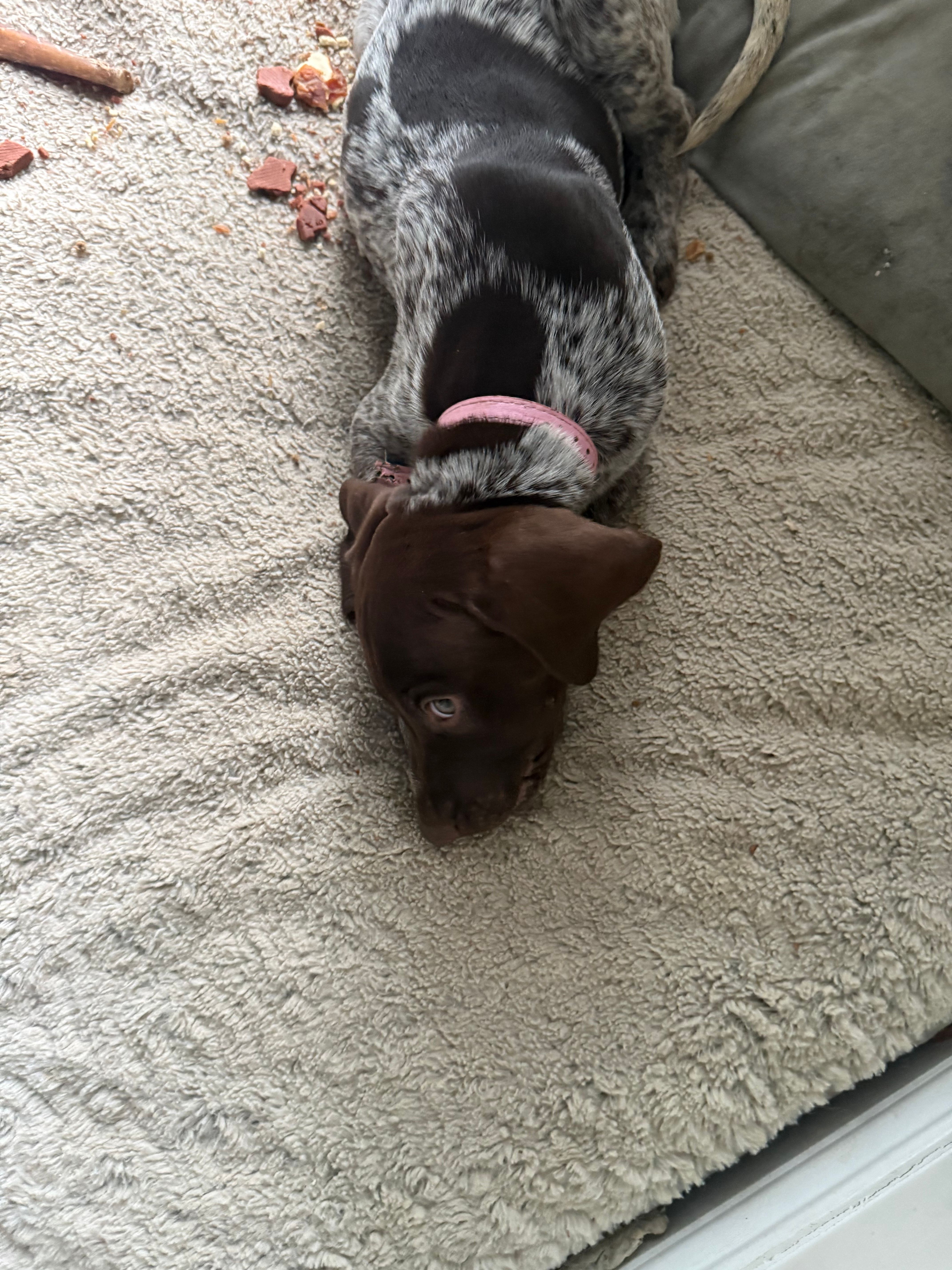 Lucy, a female German Shorthaired Pointer for sale in Philadelphia, PA – 7 of 10