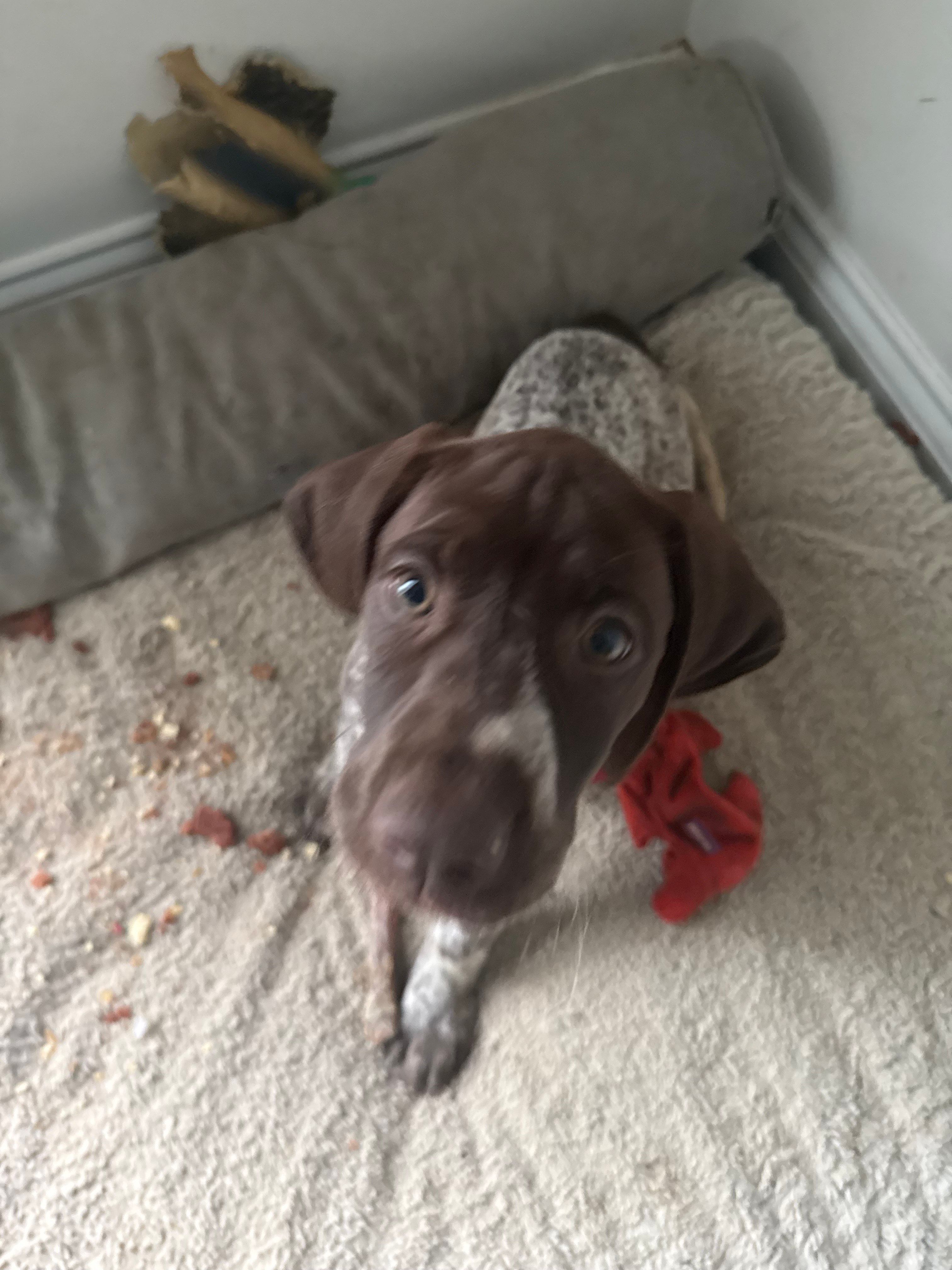 Ann, a female German Shorthaired Pointer for sale in Philadelphia, PA – 5 of 8