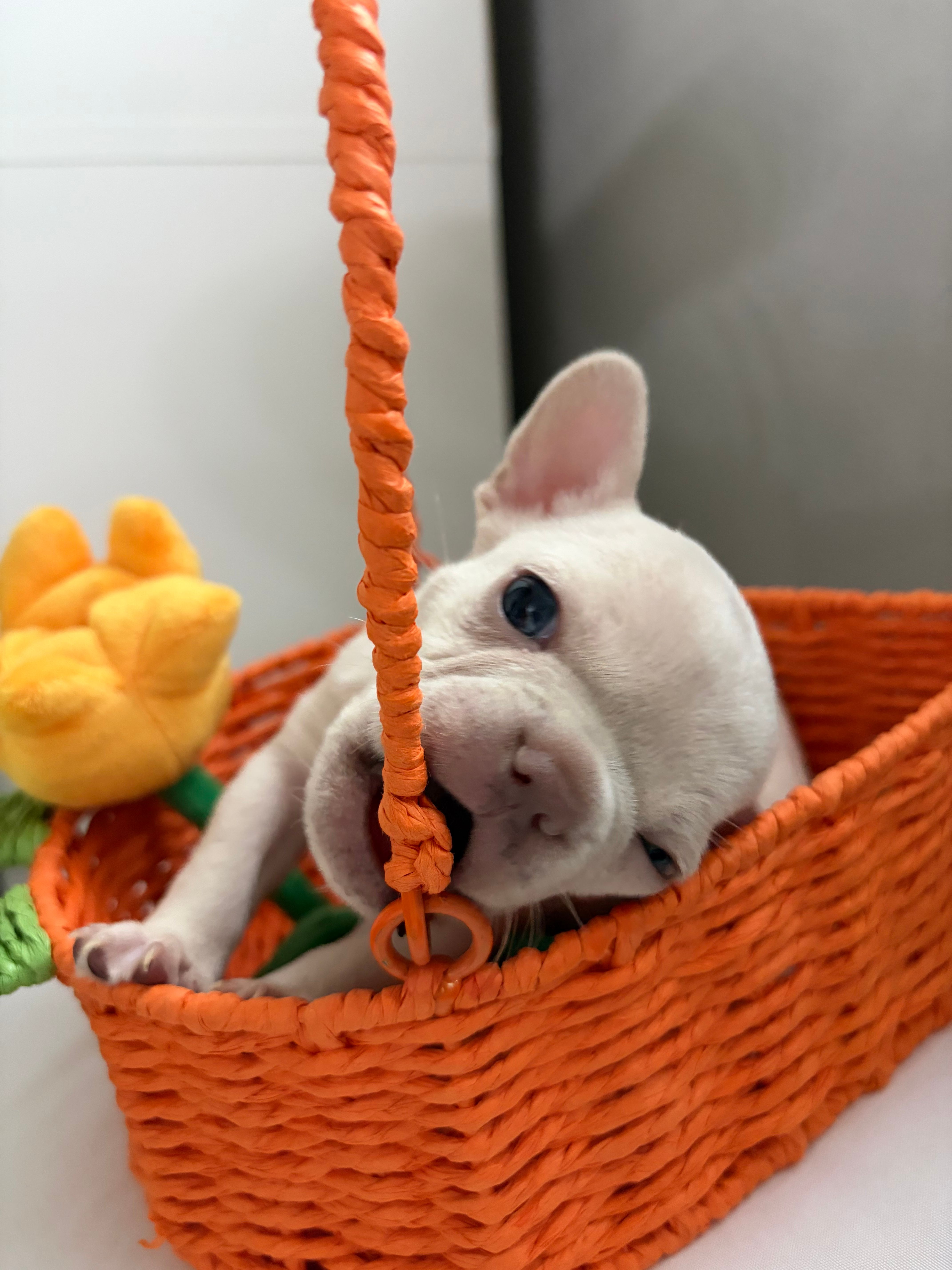 Bella – French Bulldog puppy for sale in Los Angeles, CA
