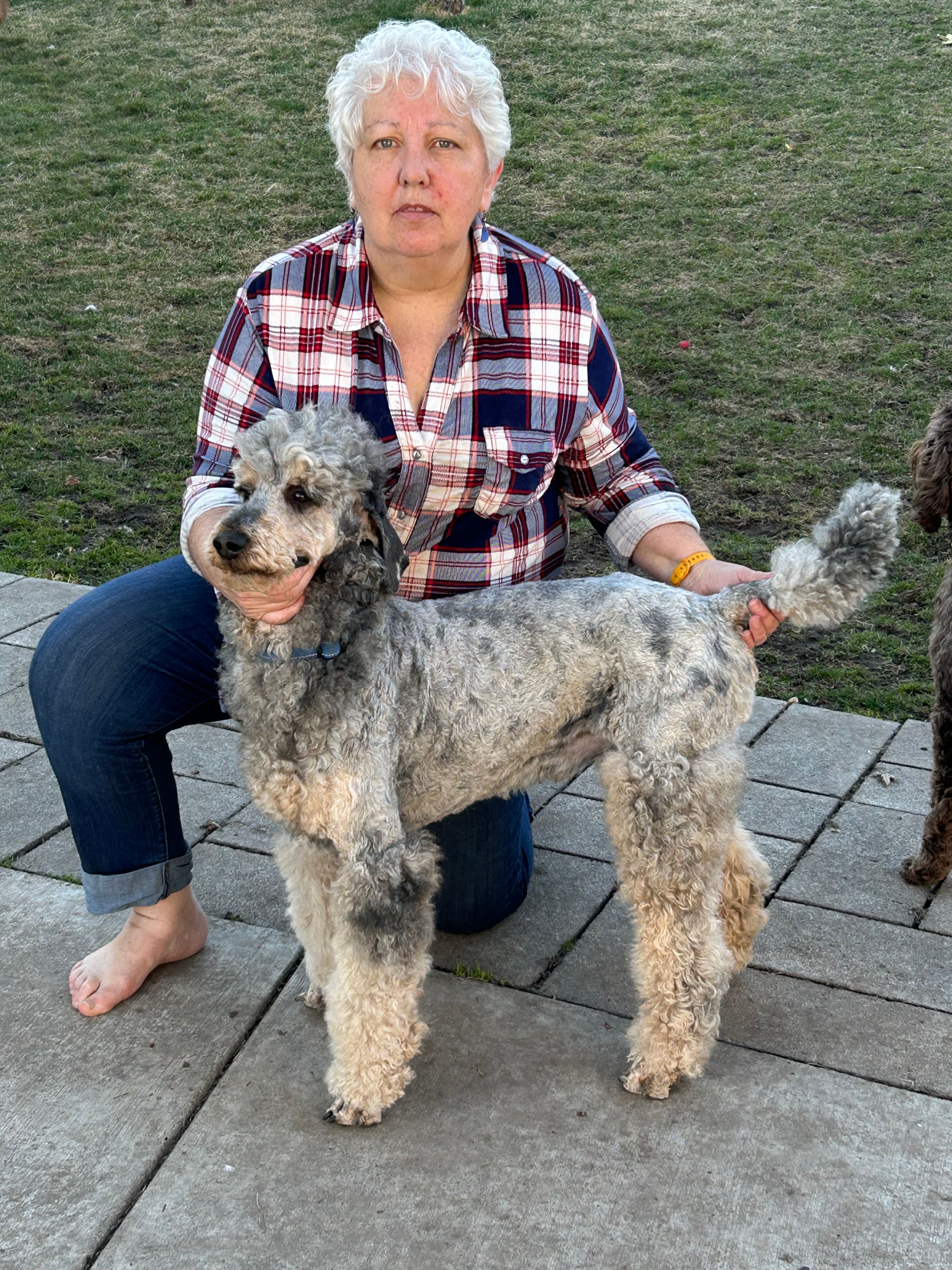 Glacier  – Poodle - Standard  puppy for sale in Prairie City, OR