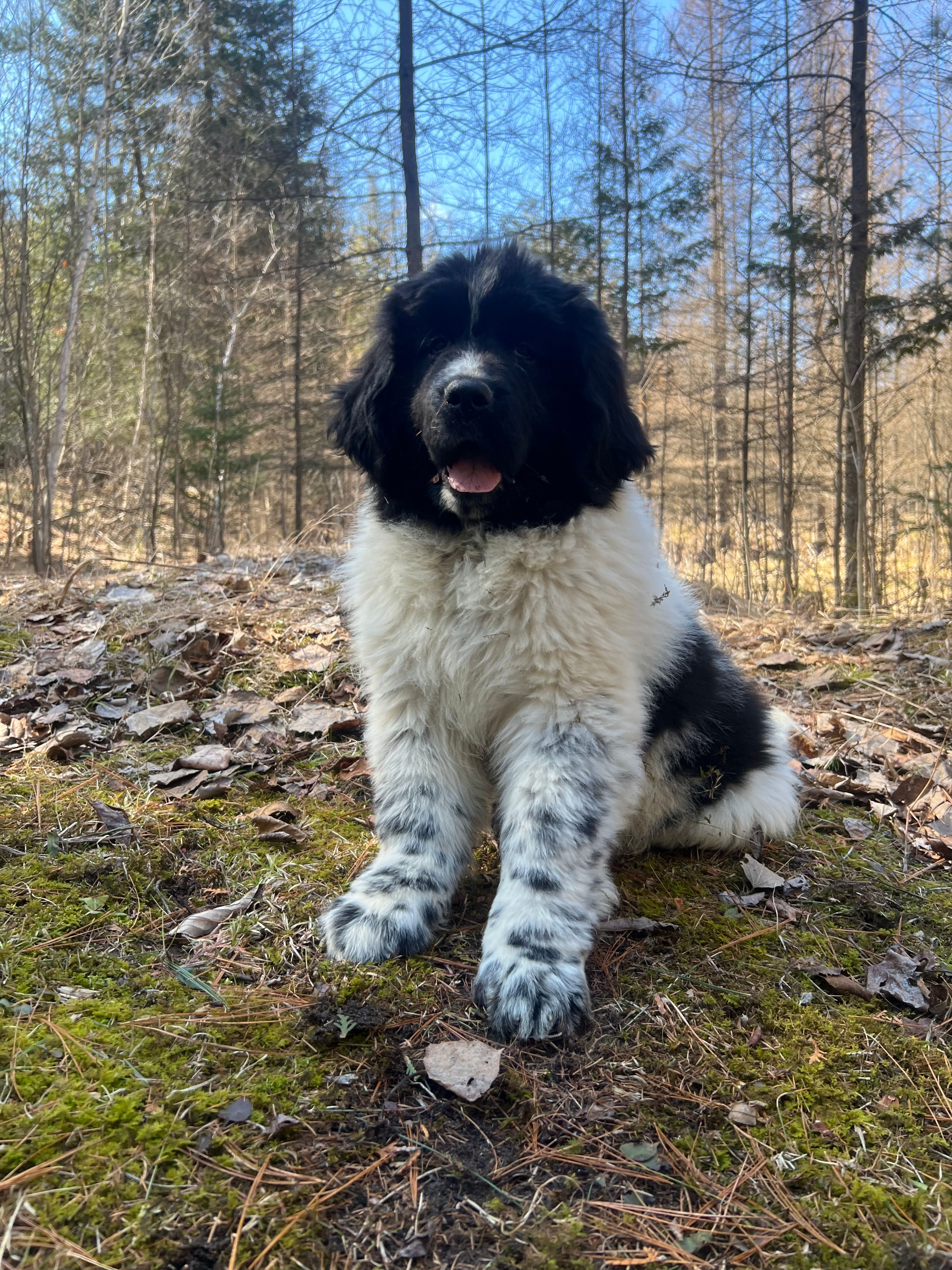 Nova – Newfoundland puppy for sale in West Branch, MI