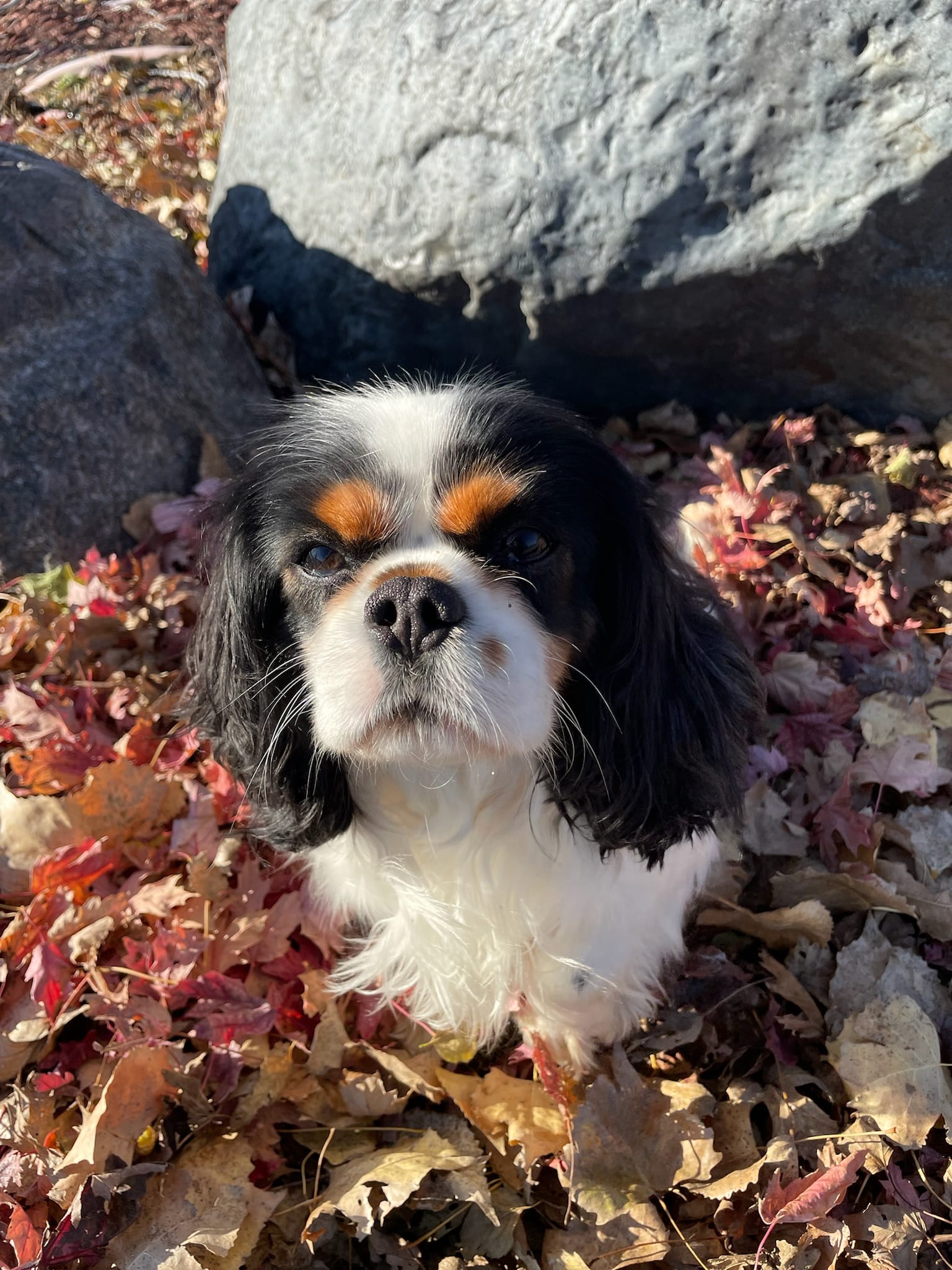 Millie – Cavalier King Charles Spaniel puppy for sale in Mankato, MN
