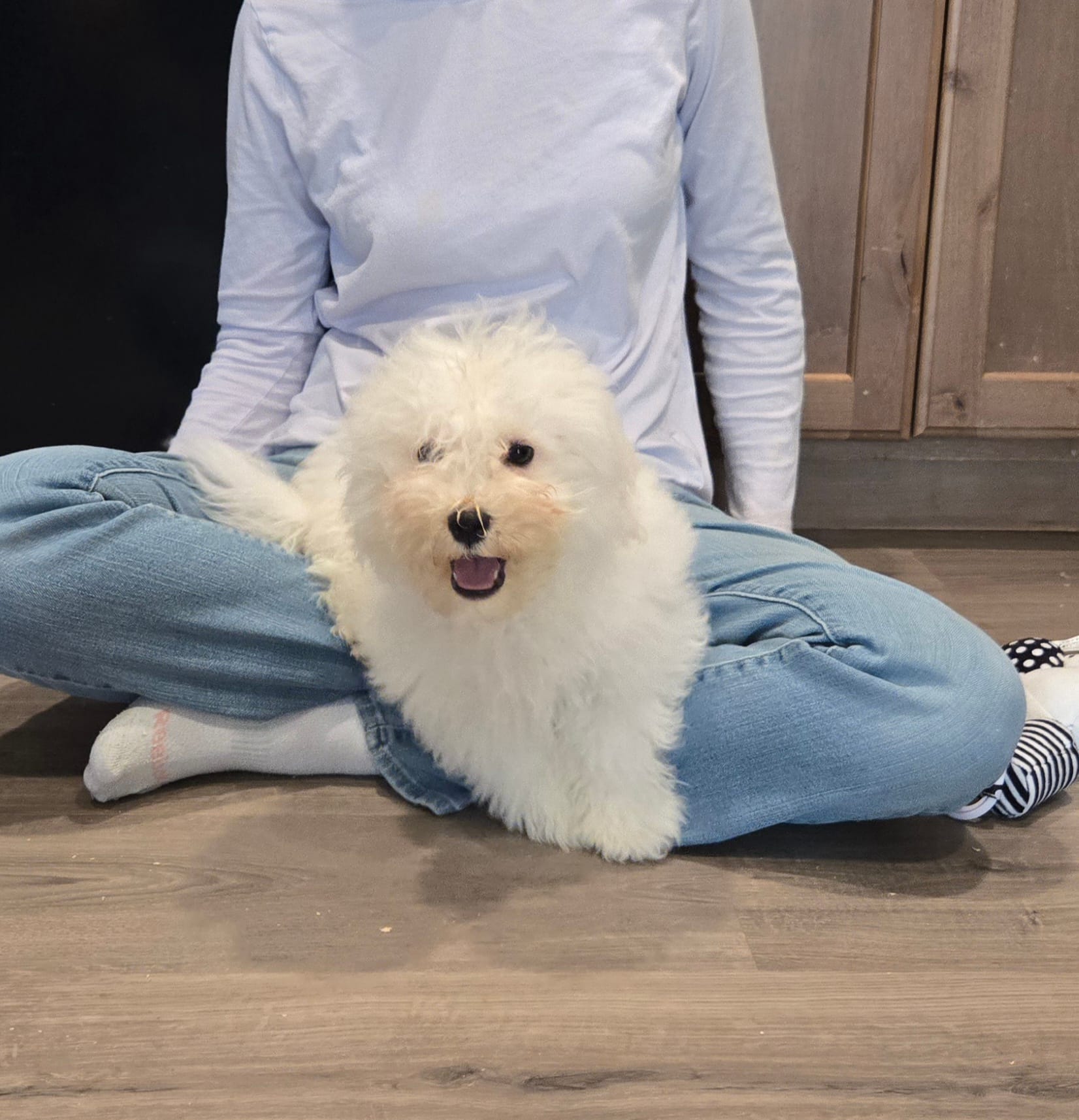 Purple collar – Bichon Frise puppy for sale in Homeland, CA