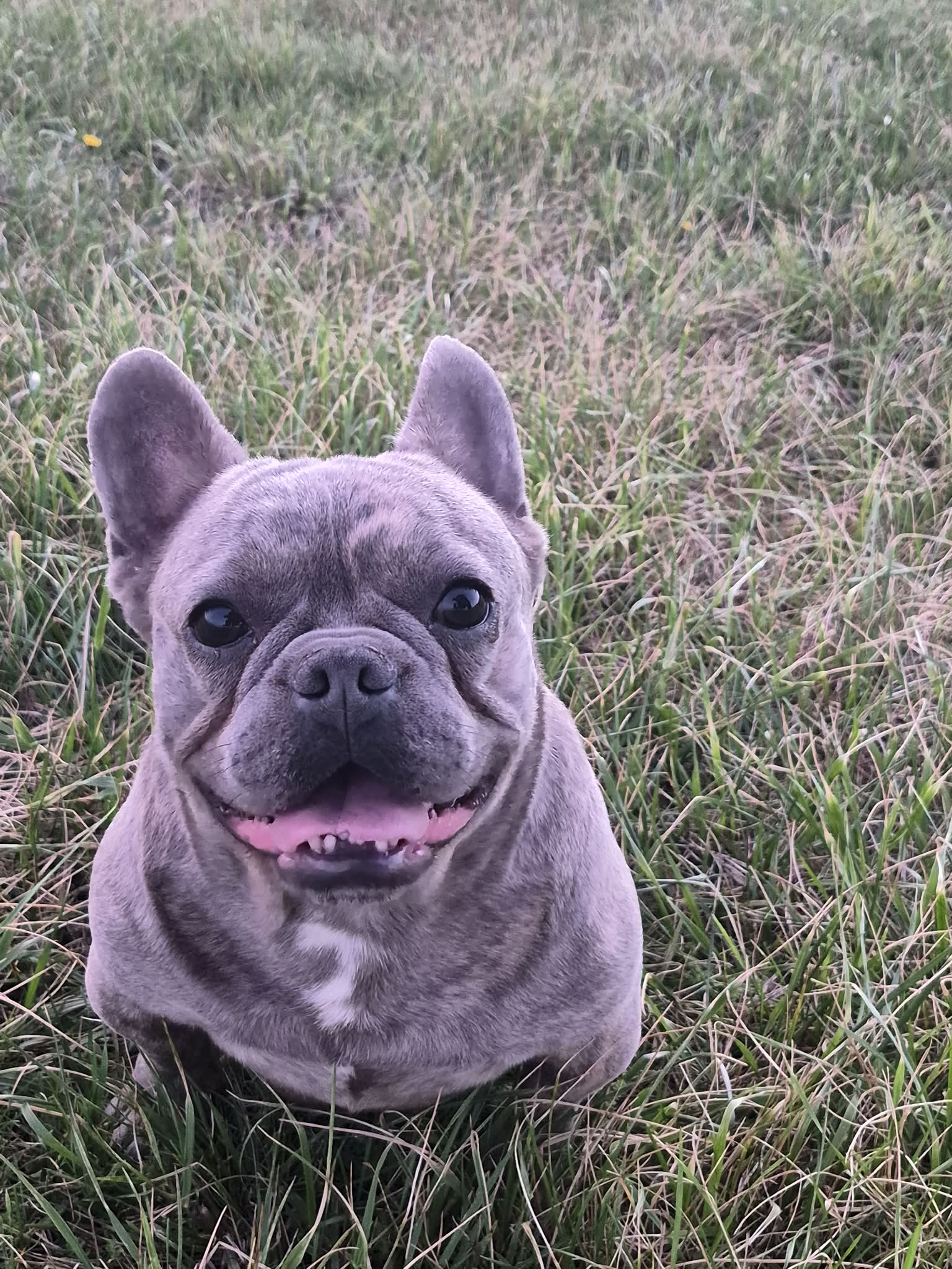 Mr. Lucky – French Bulldog puppy for sale in Springfield, MO