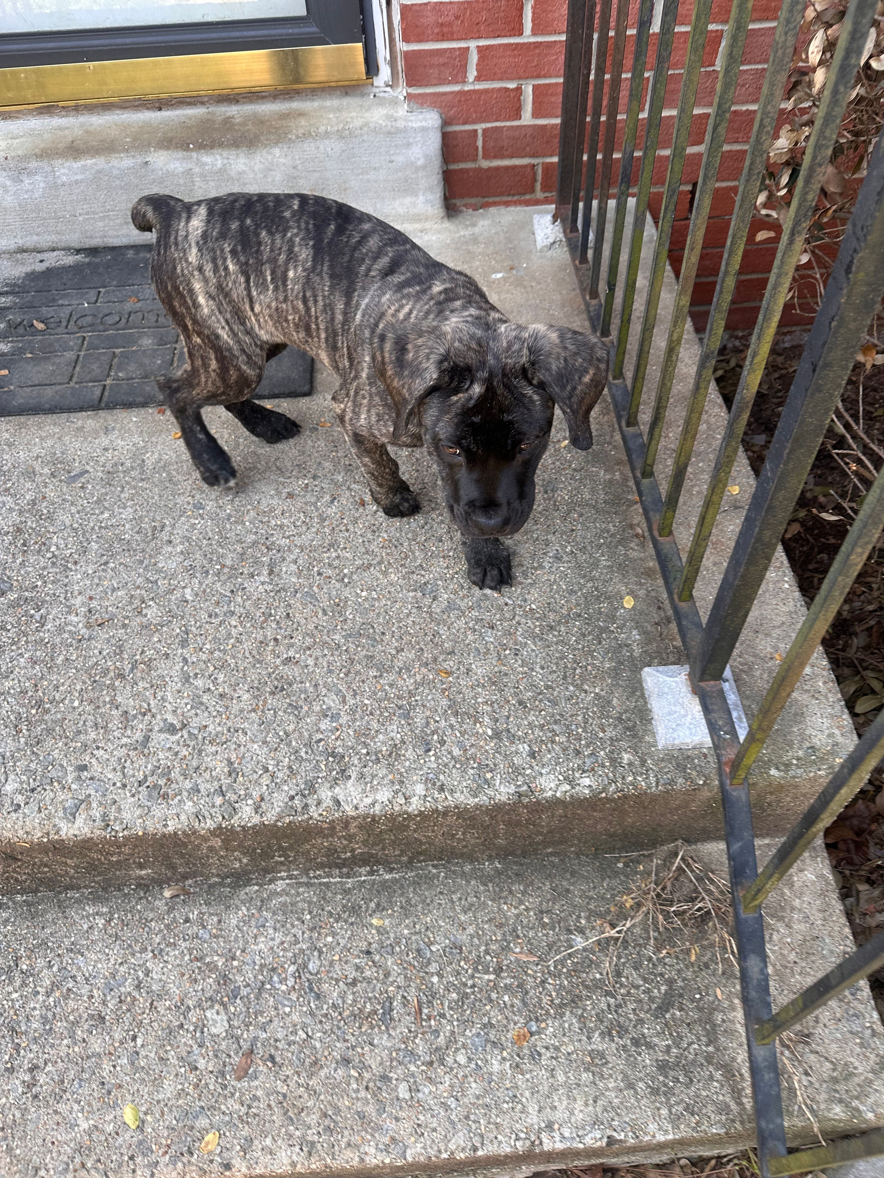 White Foot – Cane Corso puppy for sale in Dale City, VA