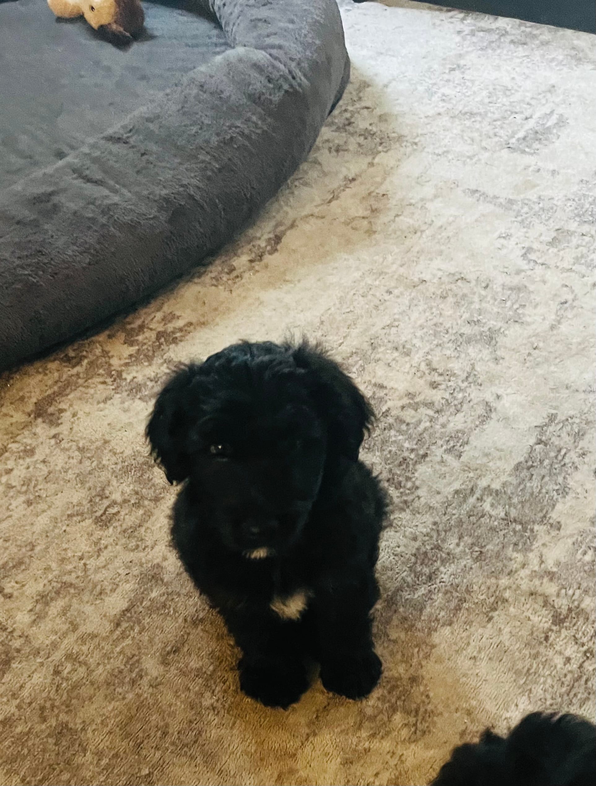 Tiny  – Aussiedoodle puppy for sale in Pittsburgh, PA