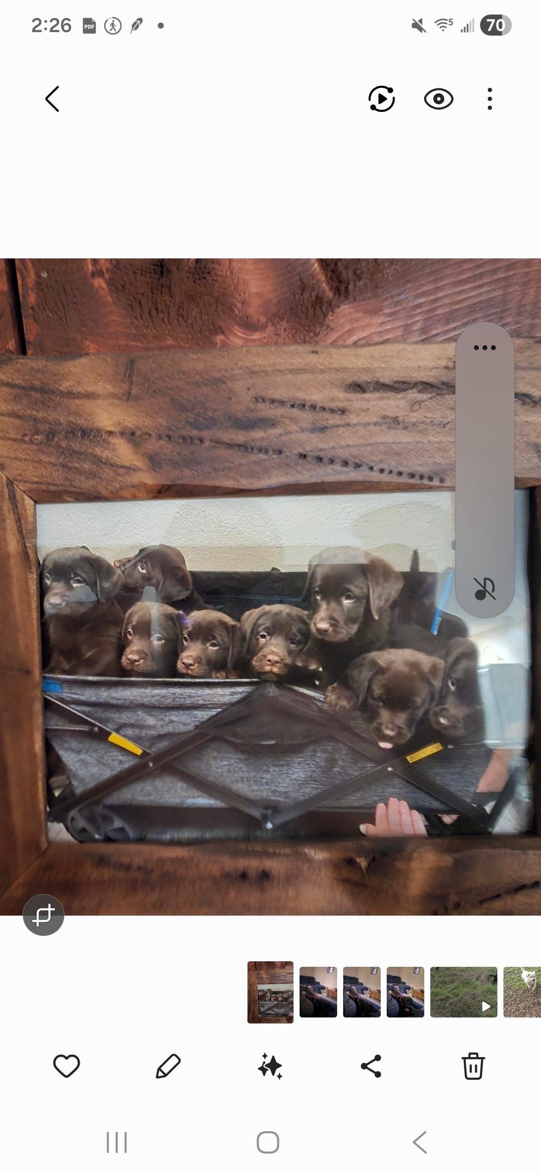 Bubba – Labrador Retriever puppy for sale in Lincoln, CA