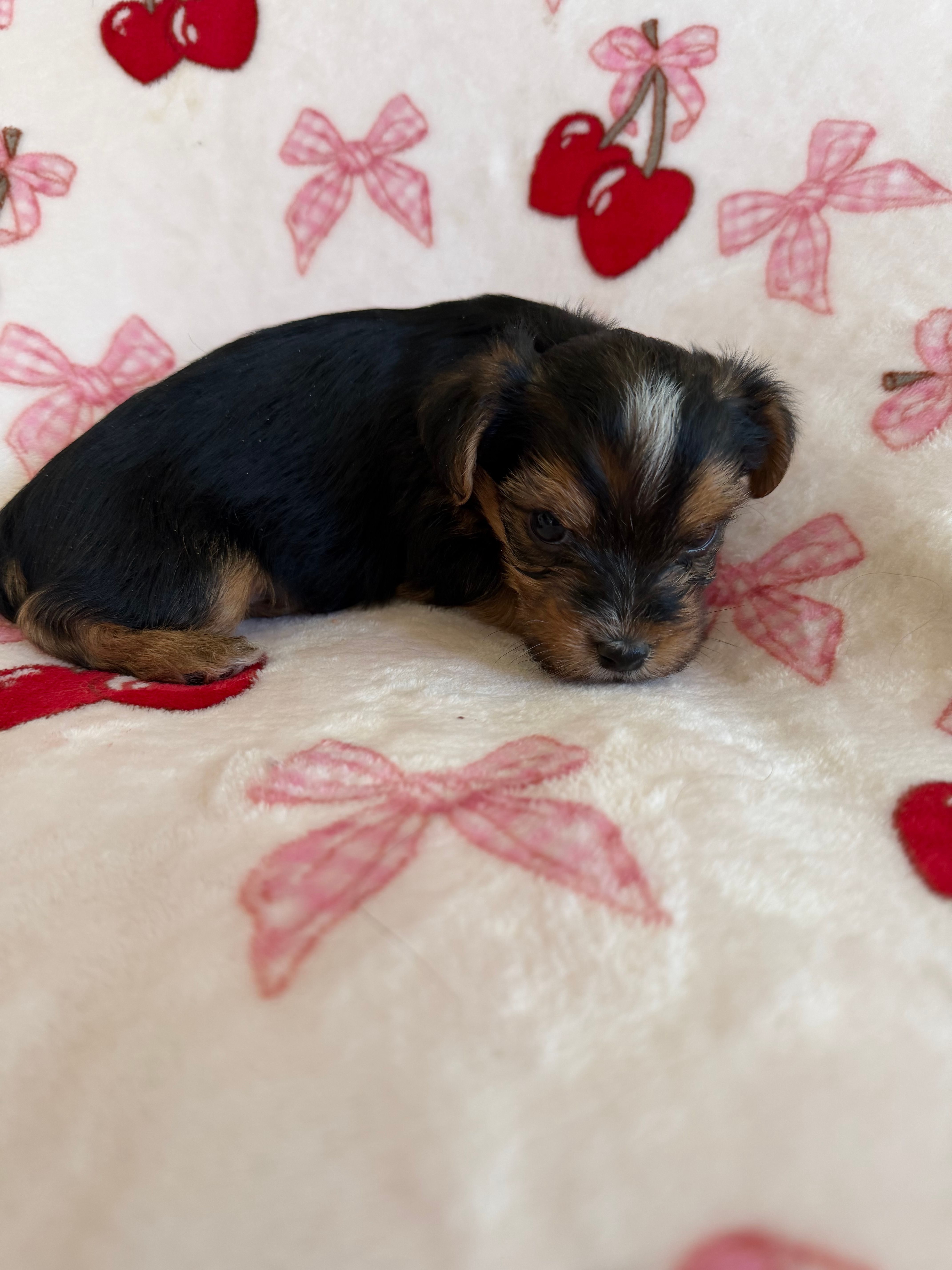 Blacky  – Yorkshire Terrier puppy for sale in Hesperia, CA