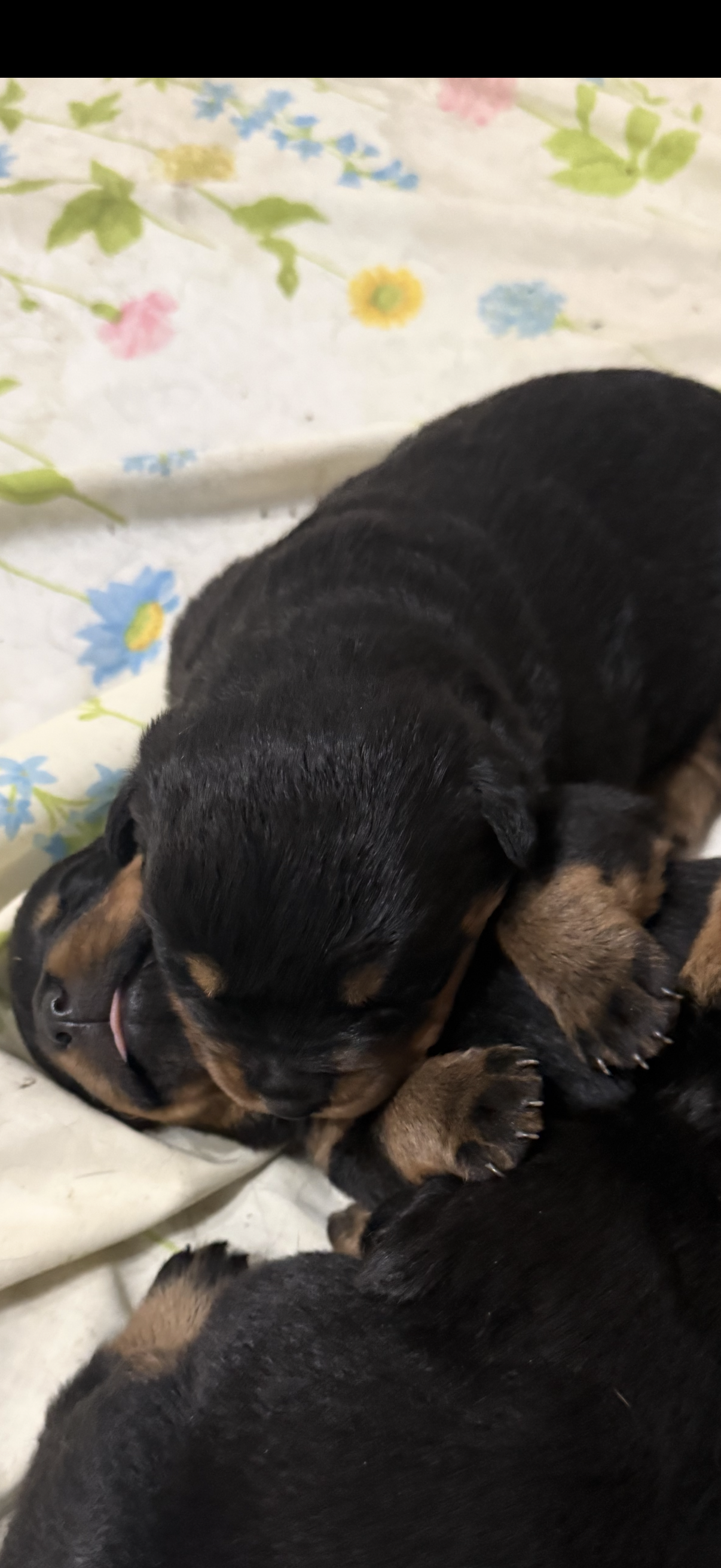 Green boy, a male Rottweiler for sale in Stilesville, IN – Photo 9 of 10