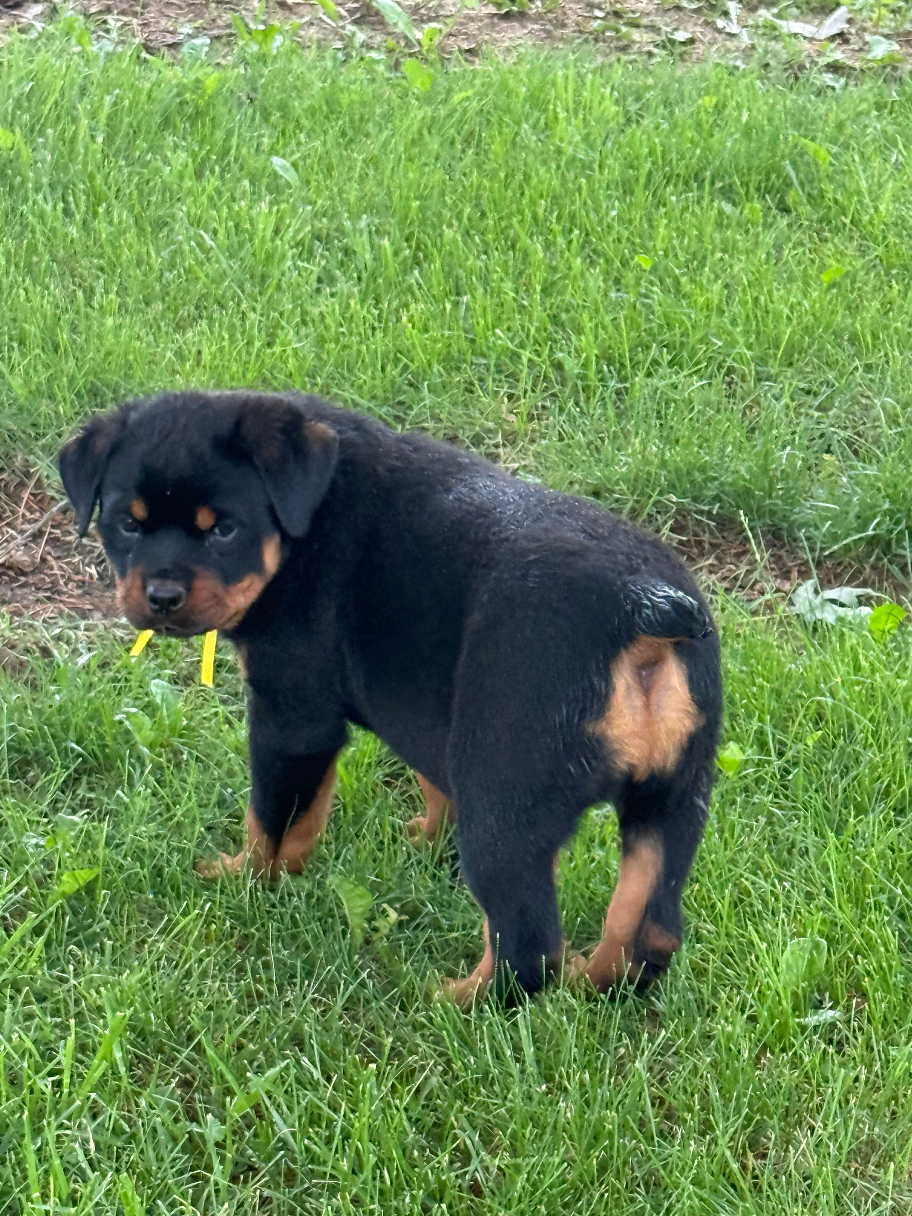 Yellow girl  – Rottweiler puppy for sale in Stilesville, IN