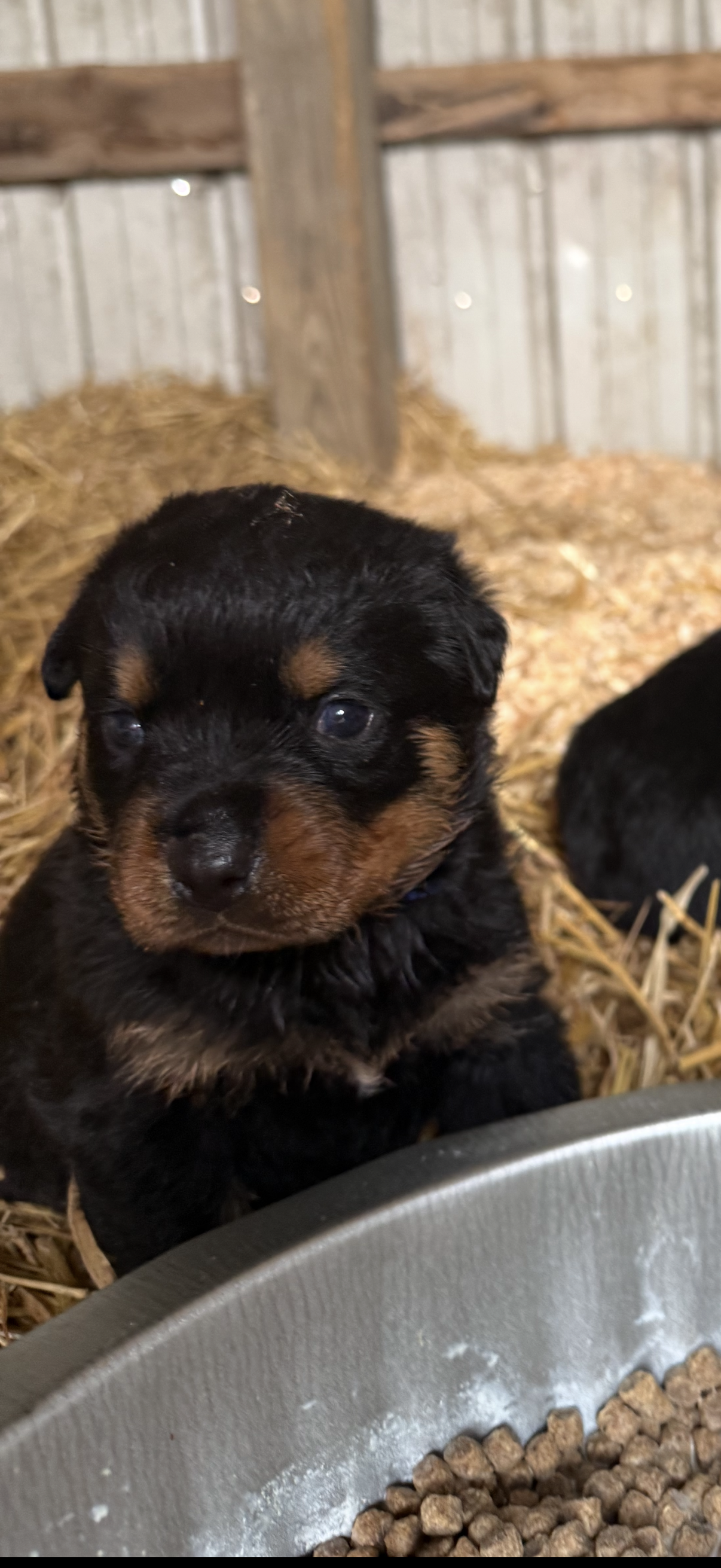 Green boy, a male Rottweiler for sale in Stilesville, IN – Photo 10 of 10