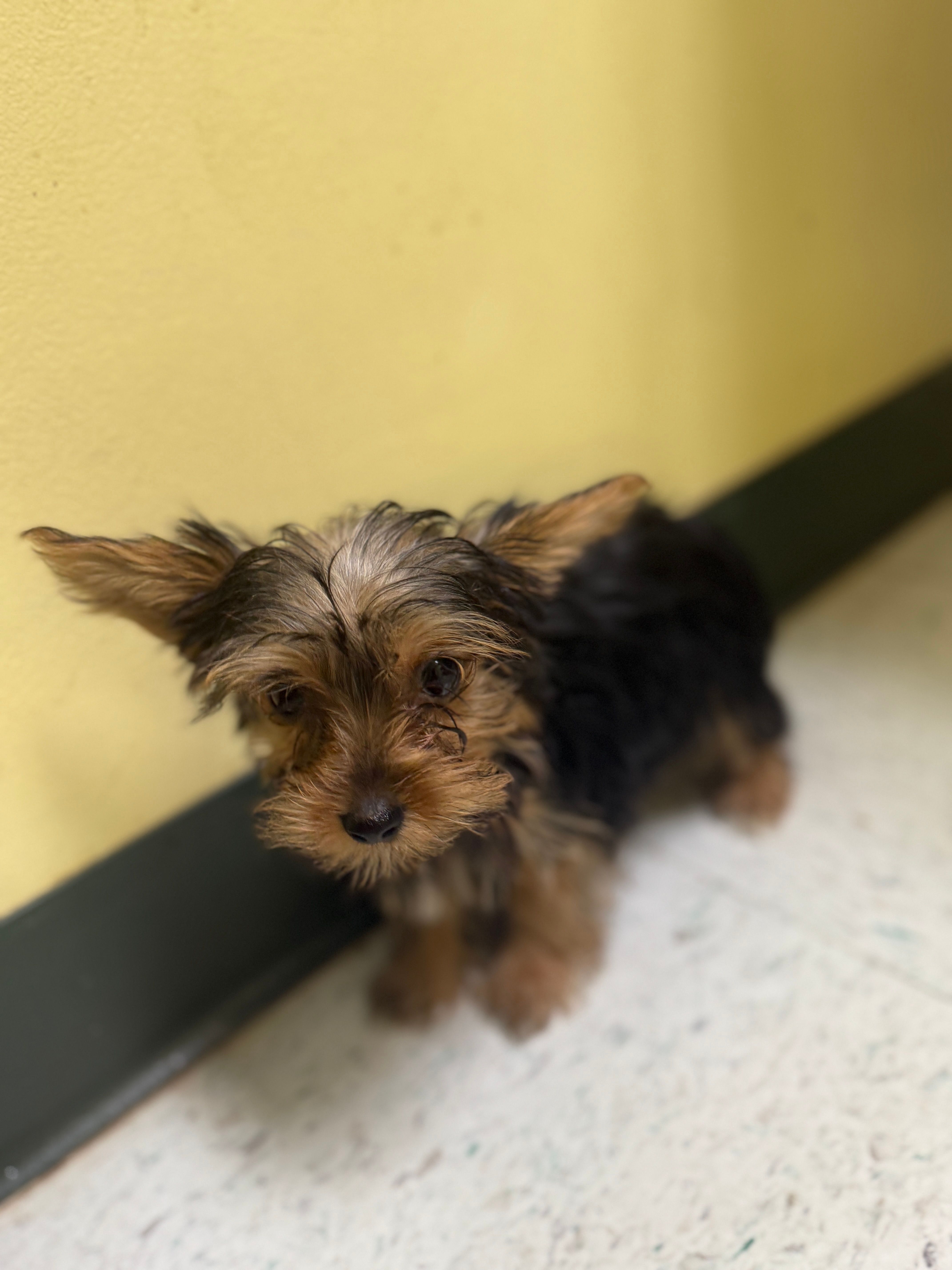 Baby Bella – Yorkshire Terrier puppy for sale in Macon, GA
