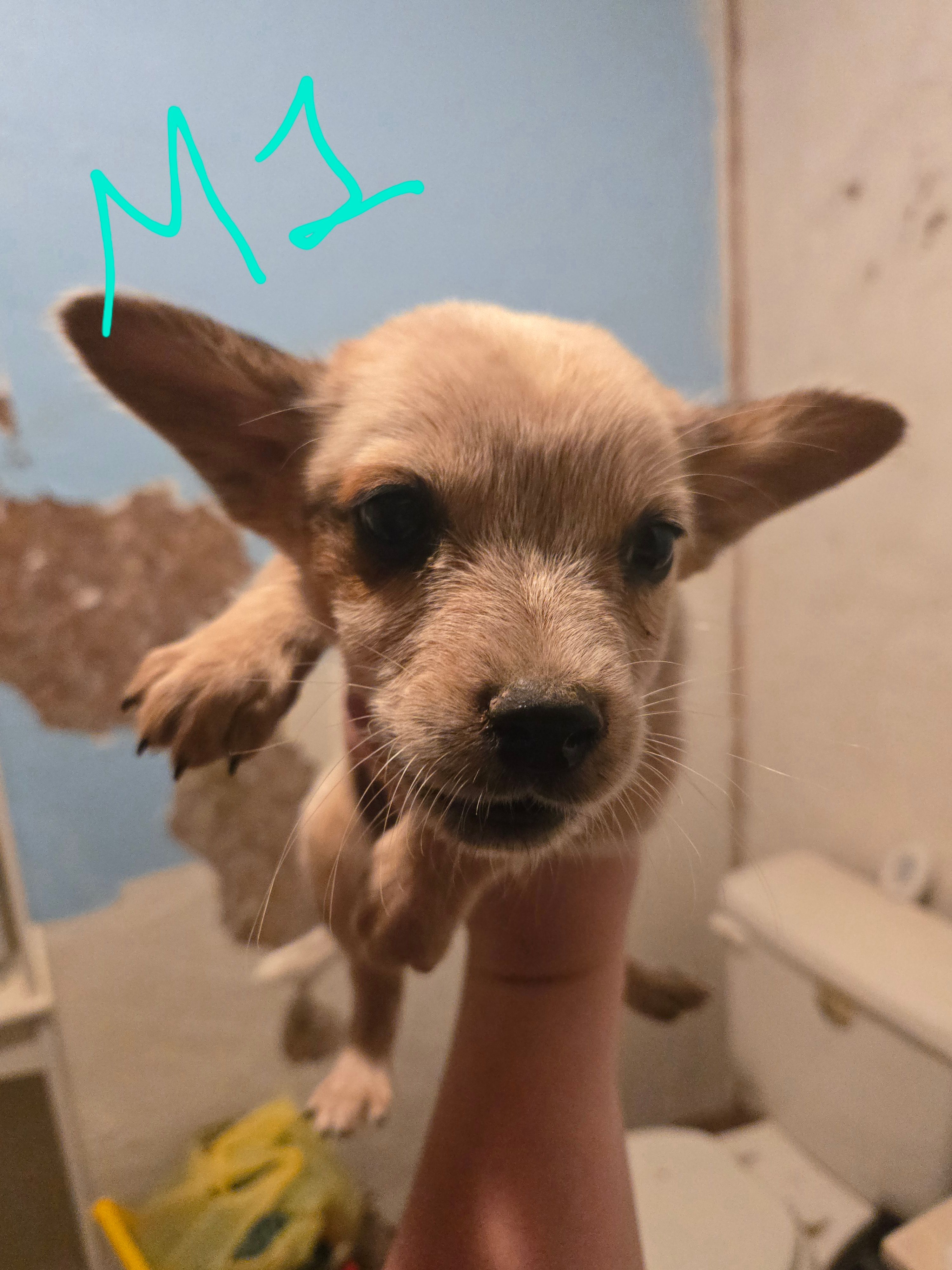 Finn – Australian Cattle Dog puppy for sale in Greeneville, TN