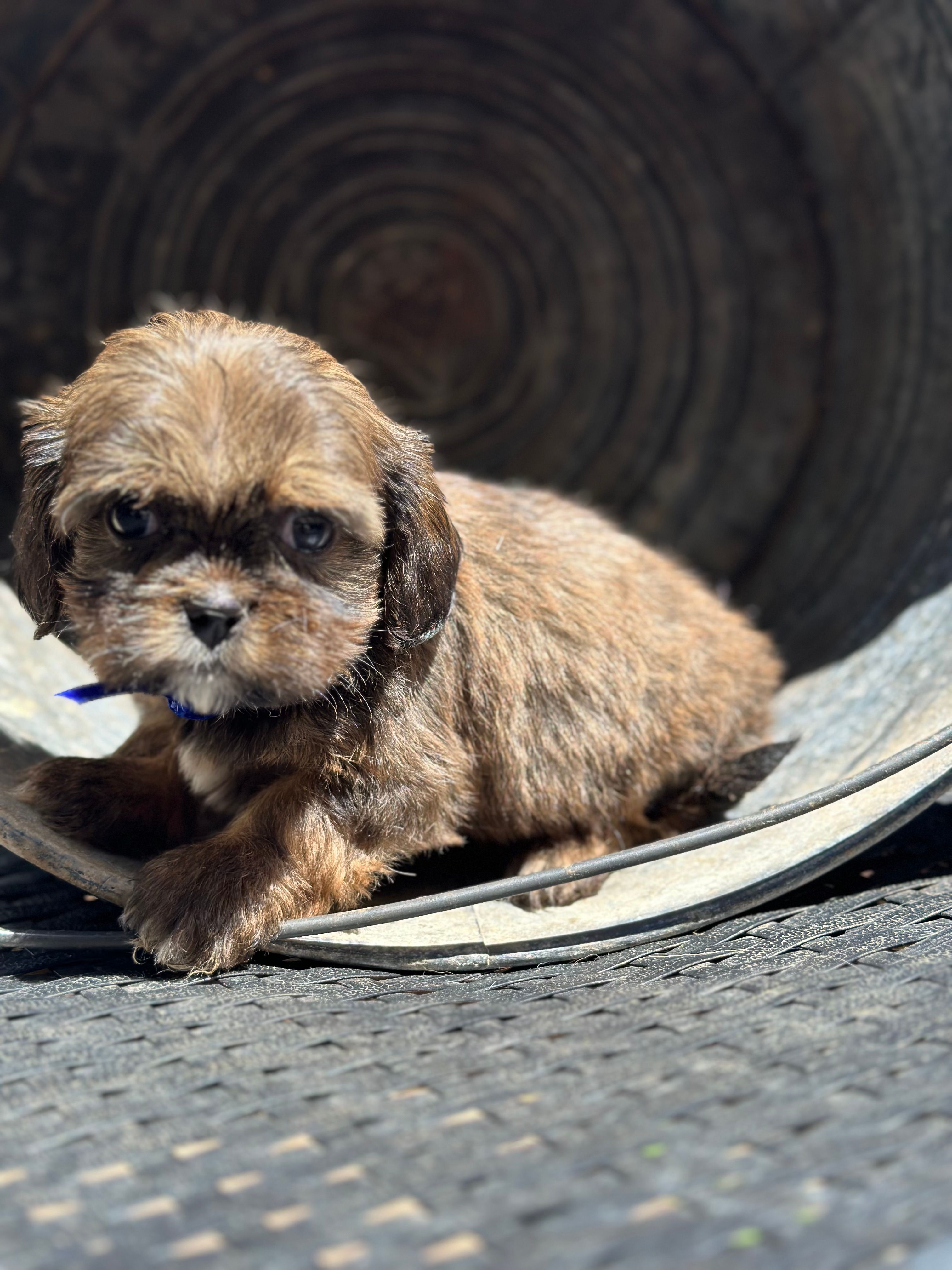 Truffle – Cavalier King Charles Spaniel, Shih Tzu puppy for sale in Campobello, SC