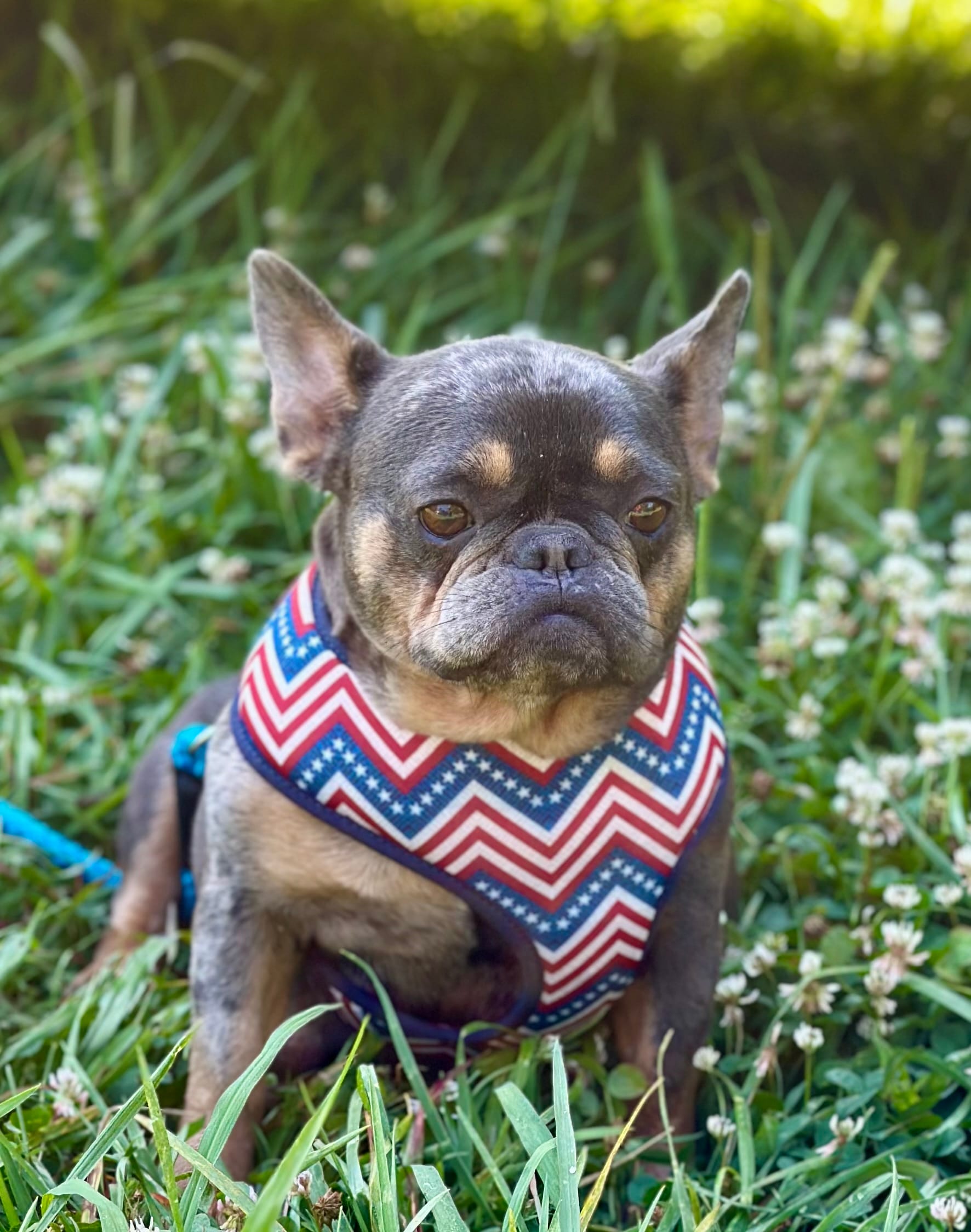 Coco – French Bulldog puppy for sale in Campobello, SC