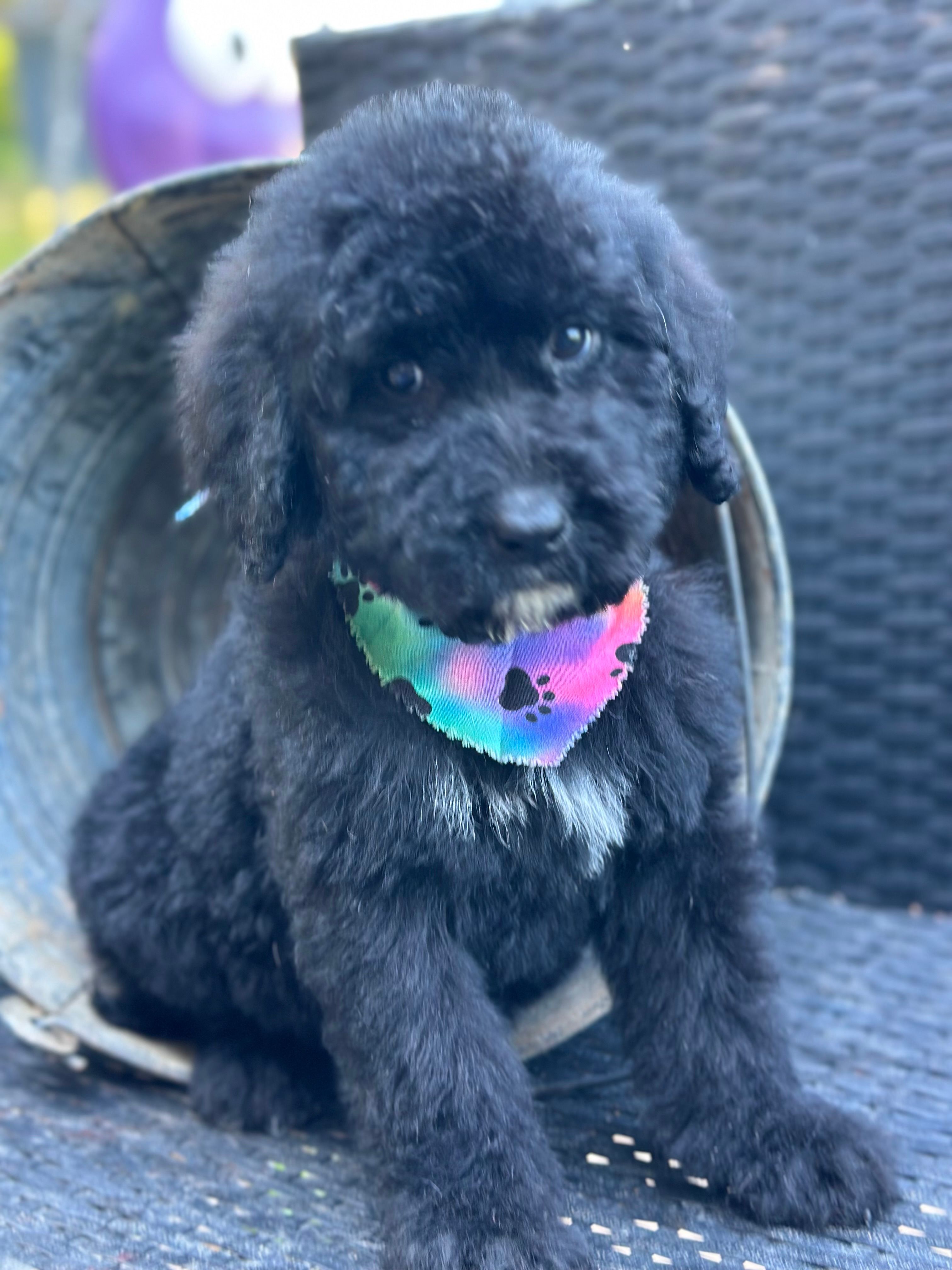 Shadow – Bernedoodle puppy for sale in Campobello, SC