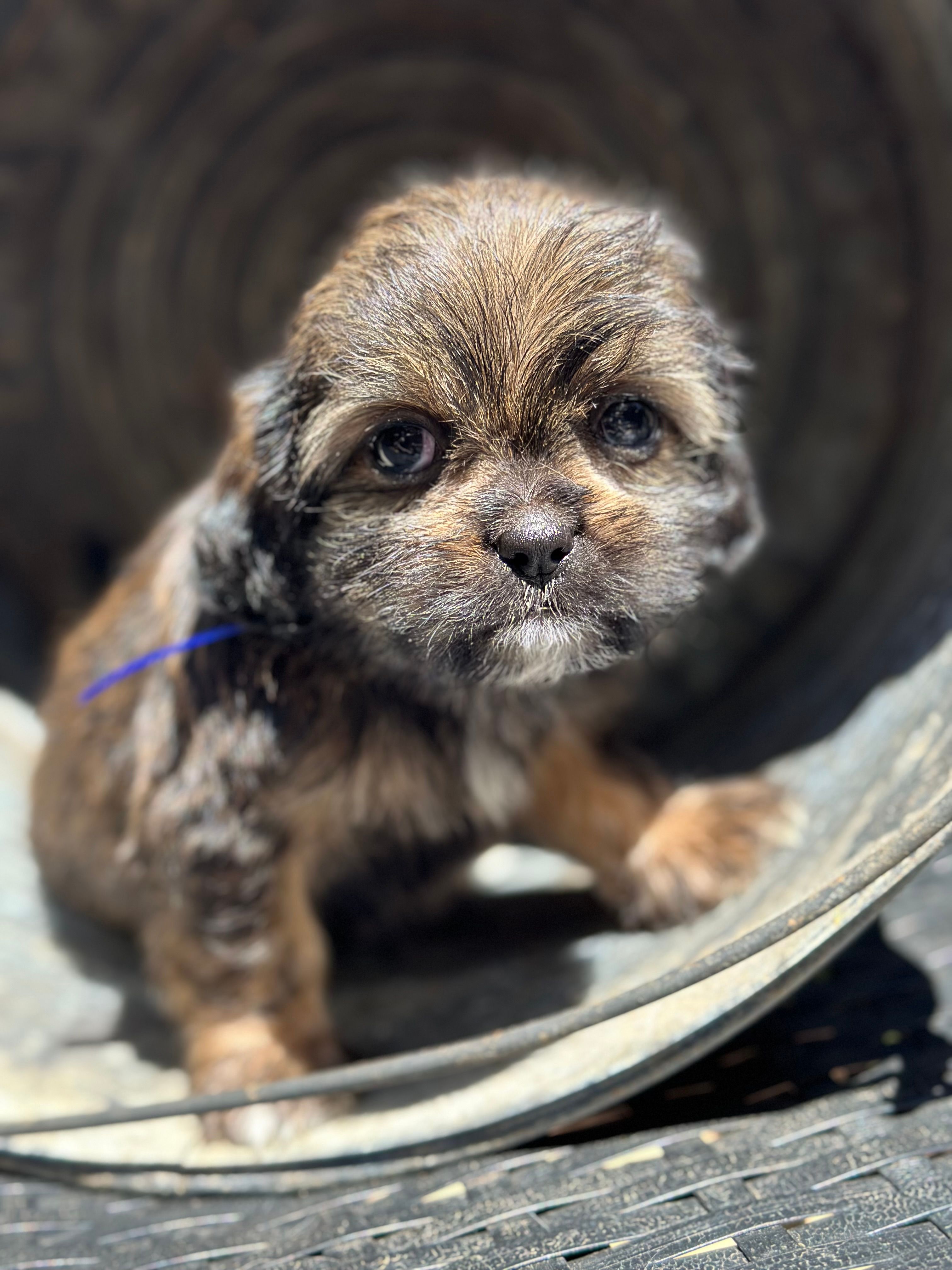 Tanner – Cavalier King Charles Spaniel, Shih Tzu puppy for sale in Campobello, SC