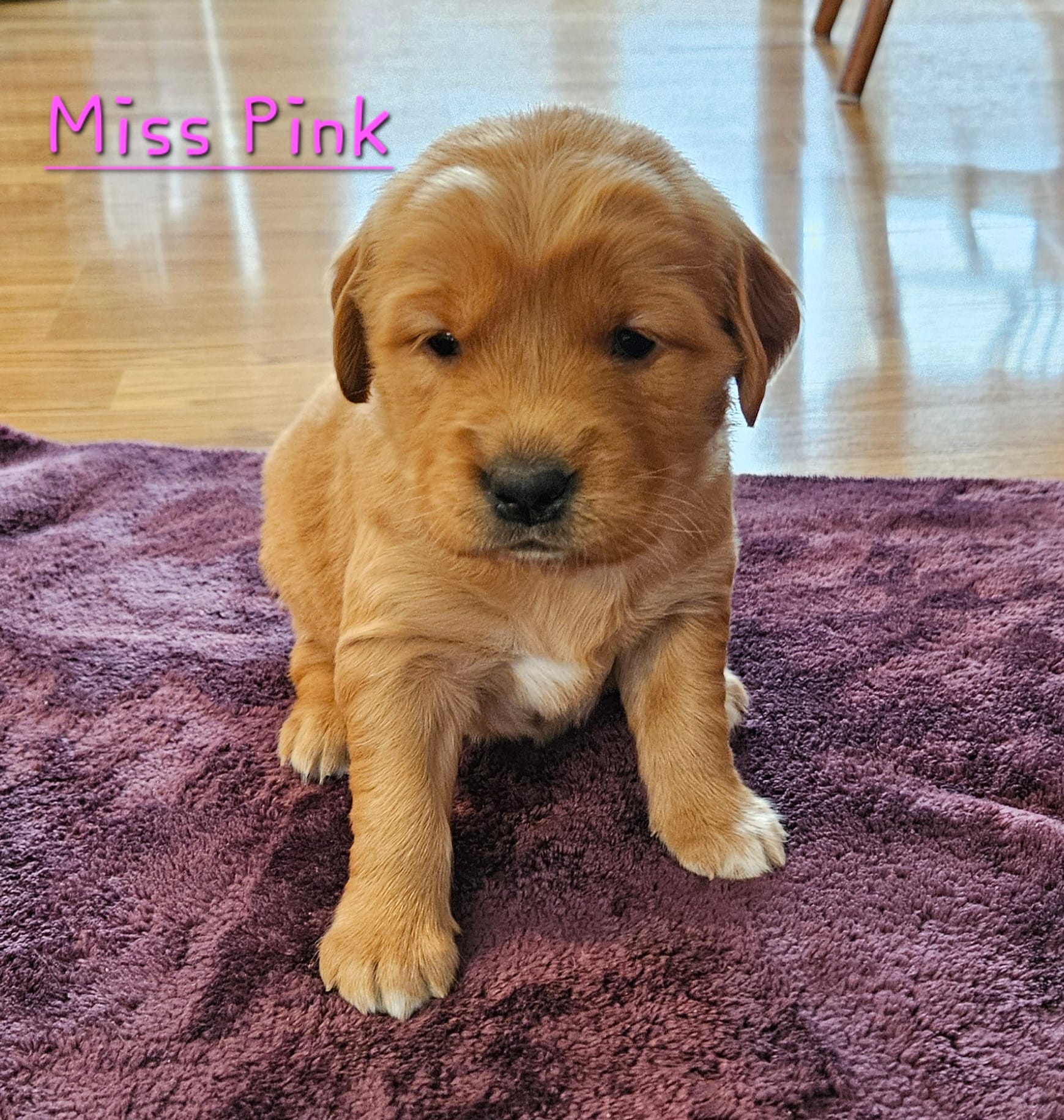 Miss Pink – Golden Retriever puppy for sale in Morrill, KS