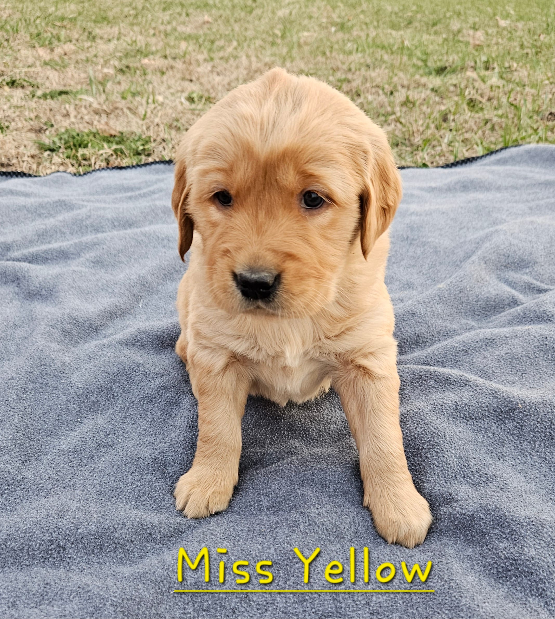 Miss Yellow – Golden Retriever puppy for sale in Morrill, KS
