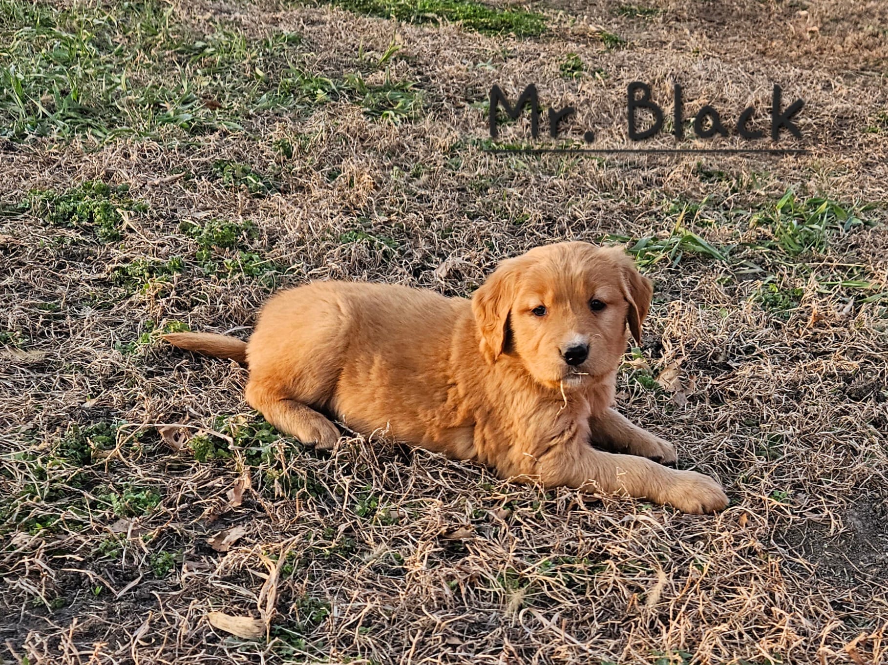 Mr. Black – Golden Retriever puppy for sale in Morrill, KS