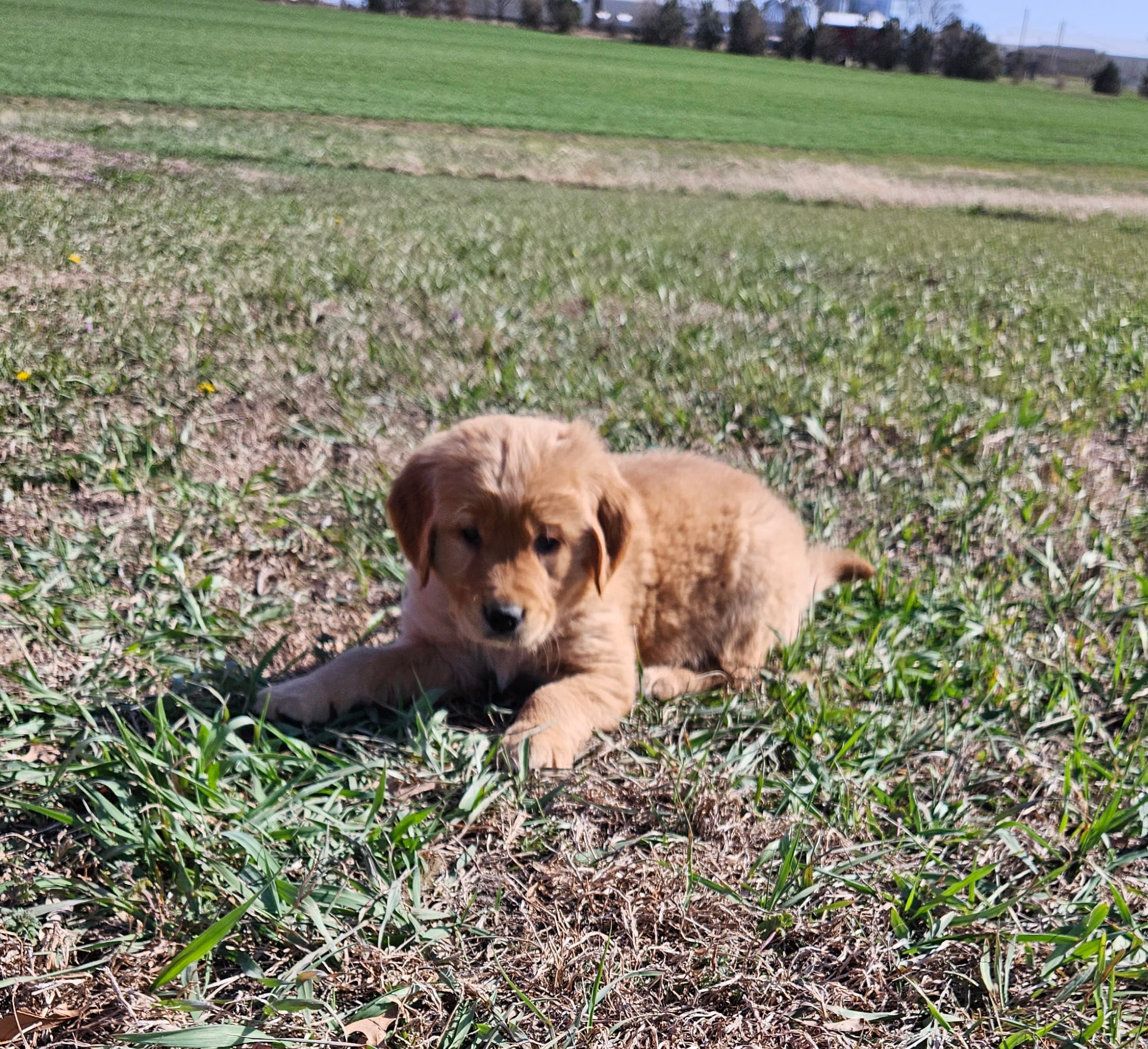 Mr. Brown – Golden Retriever puppy for sale in Morrill, KS
