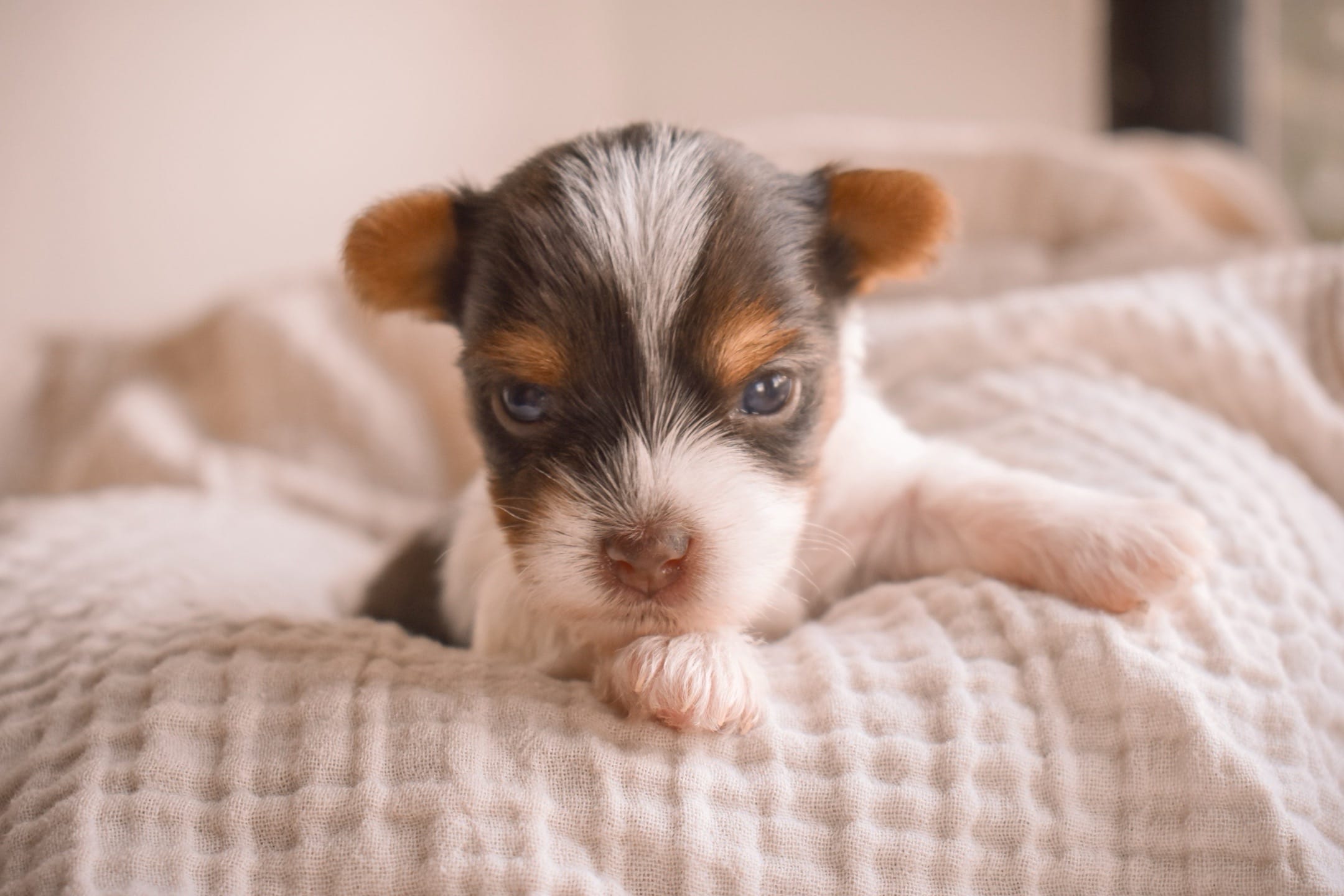 Maya – Biewer puppy for sale in Corona, CA