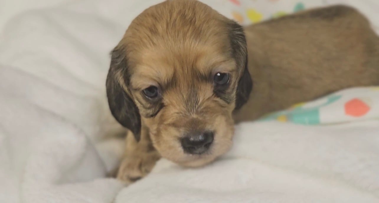 Pickles – Miniature Dachshund puppy for sale in Sacramento, CA