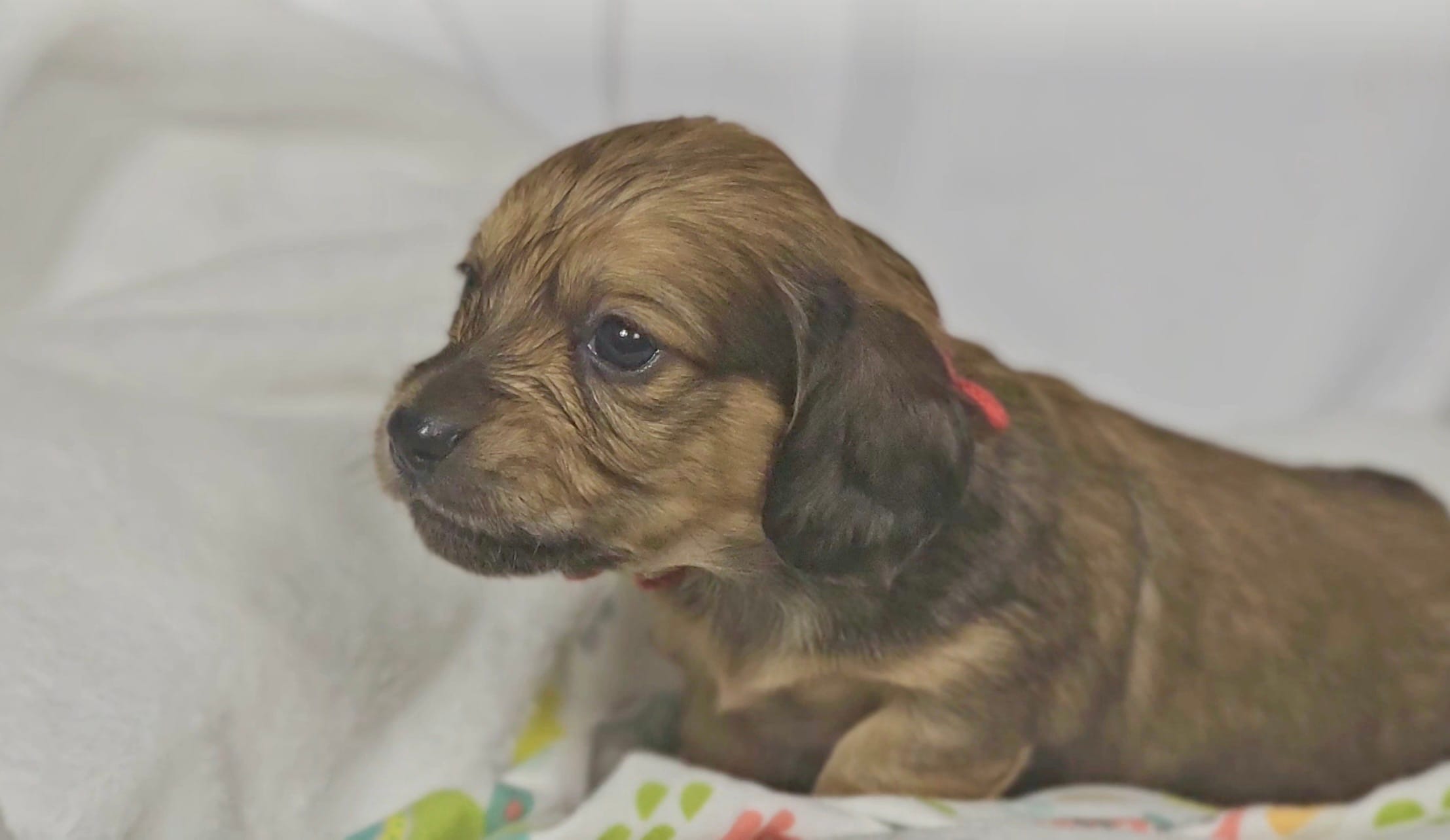 Patty – Miniature Dachshund puppy for sale in Sacramento, CA