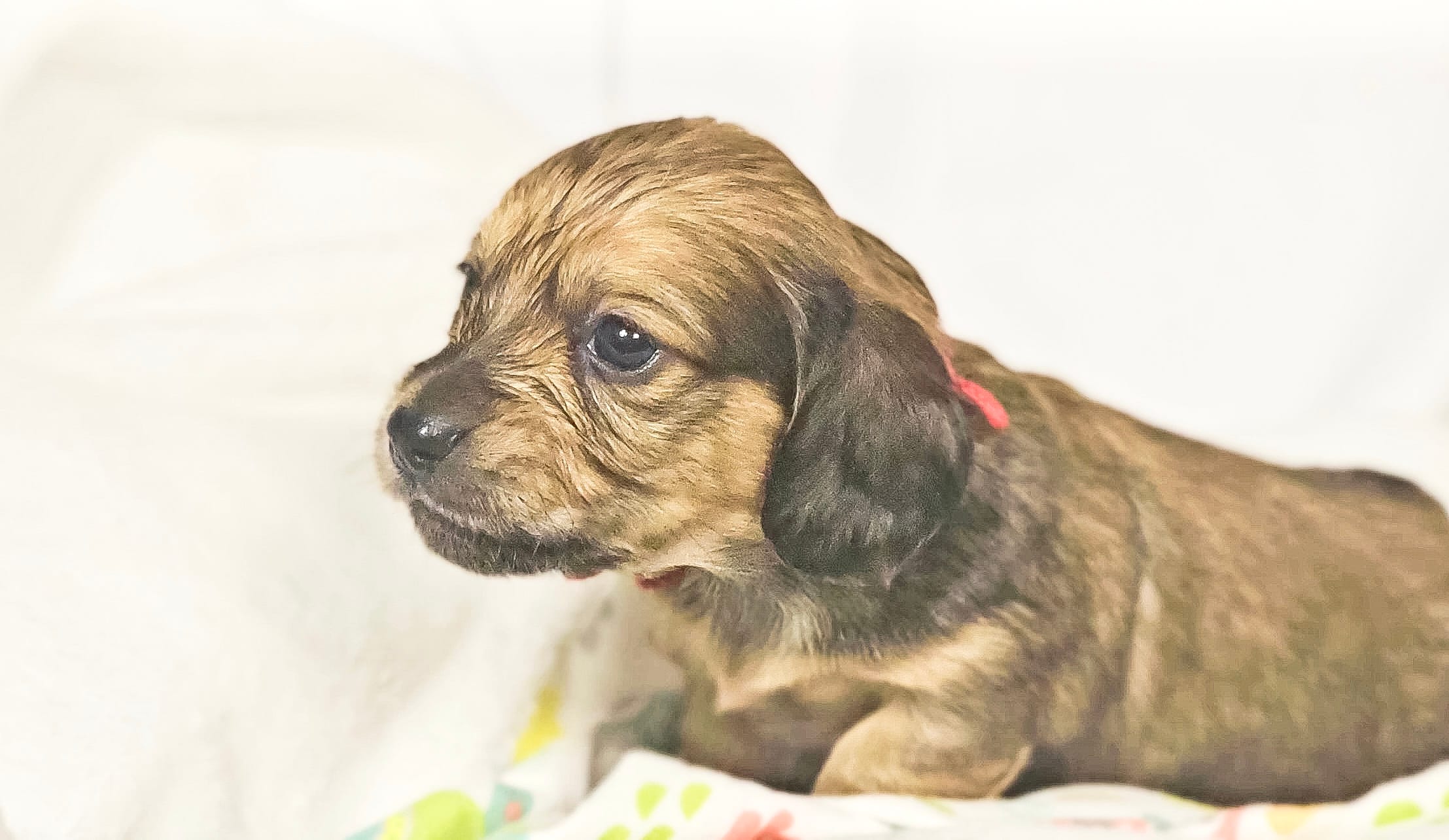 Patty – Miniature Dachshund puppy for sale in Sacramento, CA