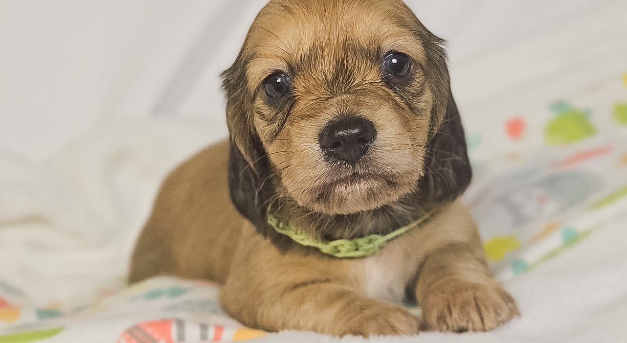 Pickles – Miniature Dachshund puppy for sale in Sacramento, CA