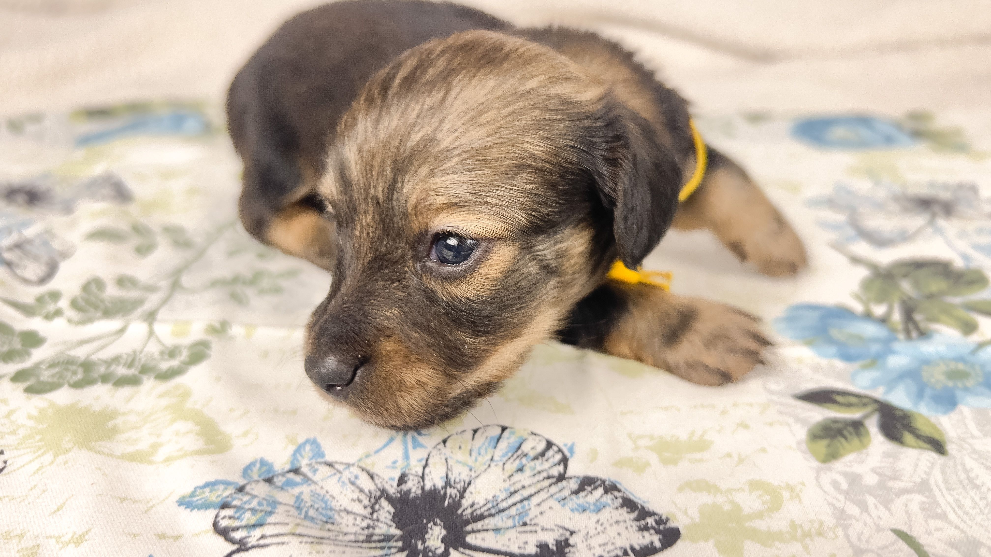 Sundae – Miniature Dachshund puppy for sale in Sacramento, CA