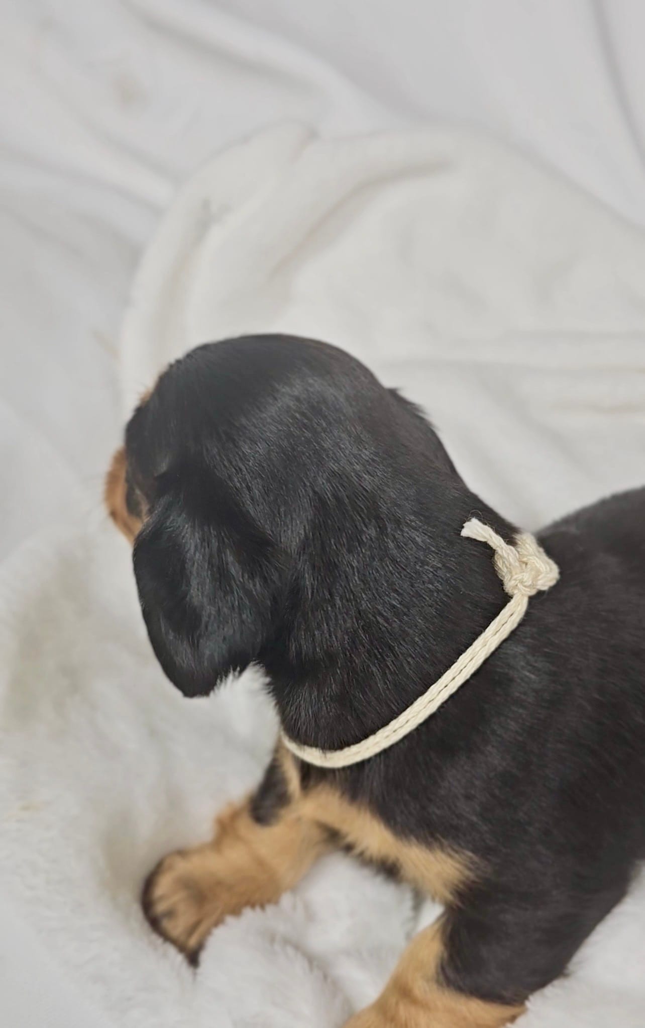 Cheese – Miniature Dachshund puppy for sale in Sacramento, CA