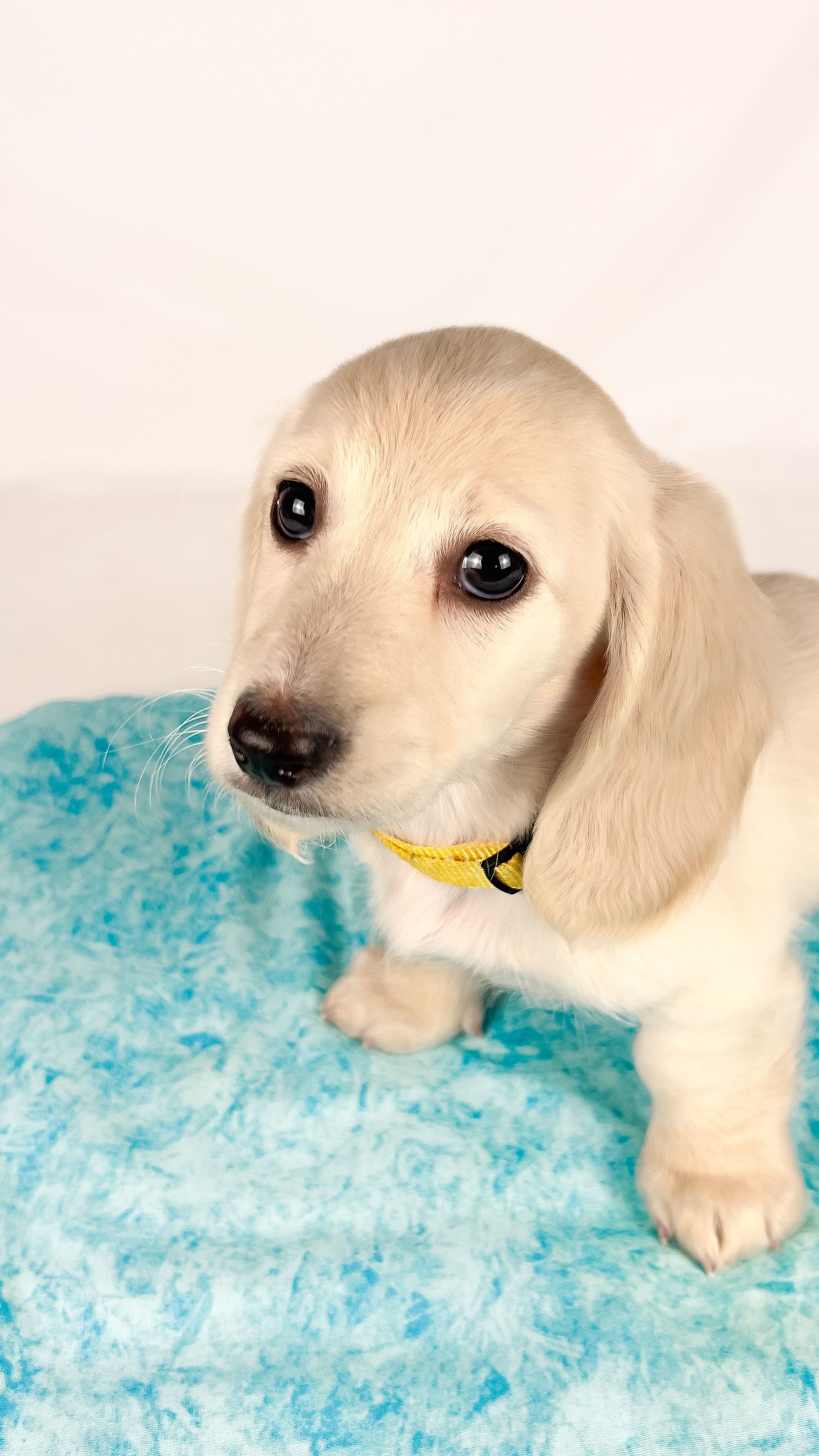 Mozarella – Miniature Dachshund puppy on hold in Sacramento, CA