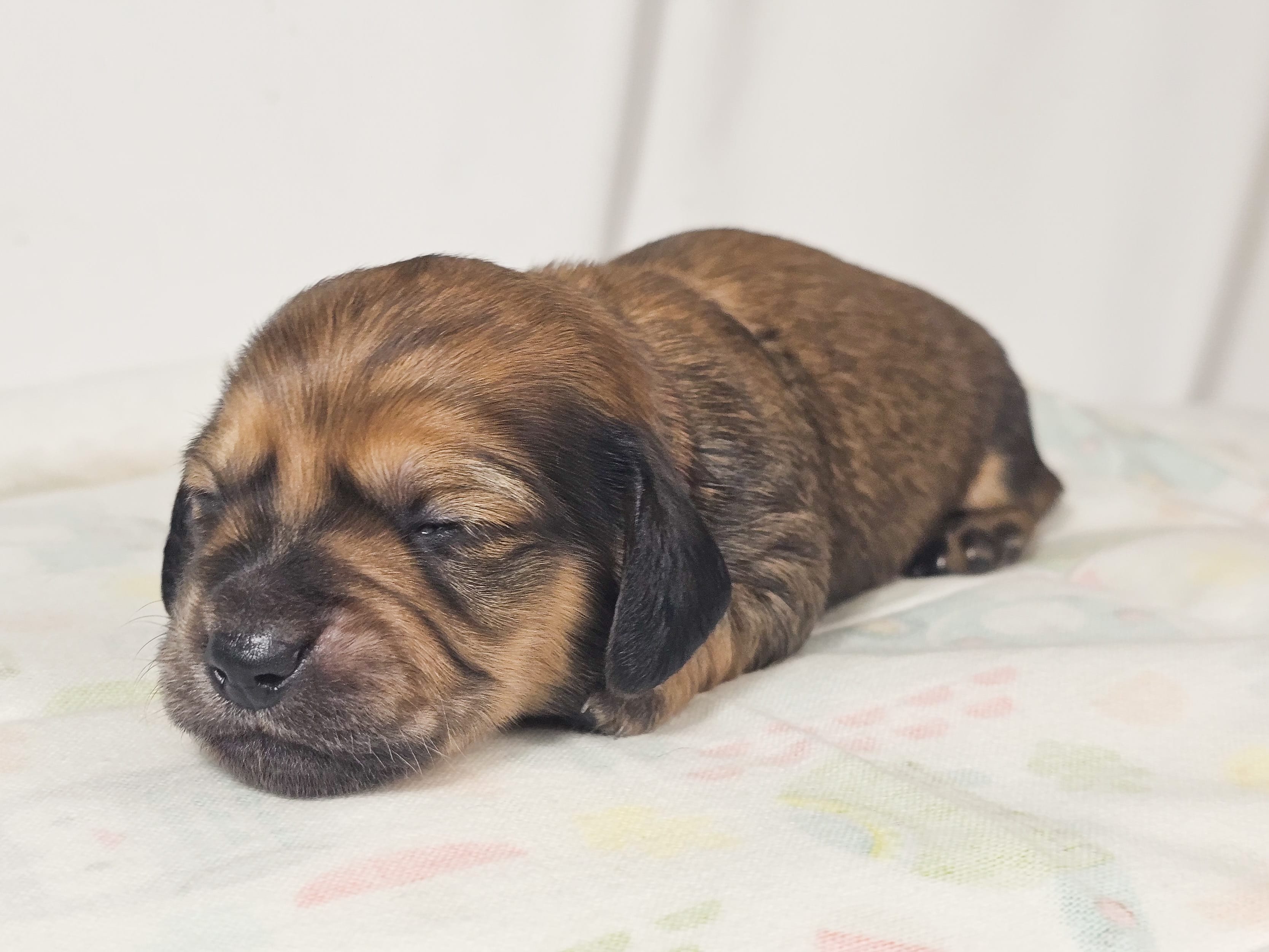 Patty – Miniature Dachshund puppy for sale in Sacramento, CA