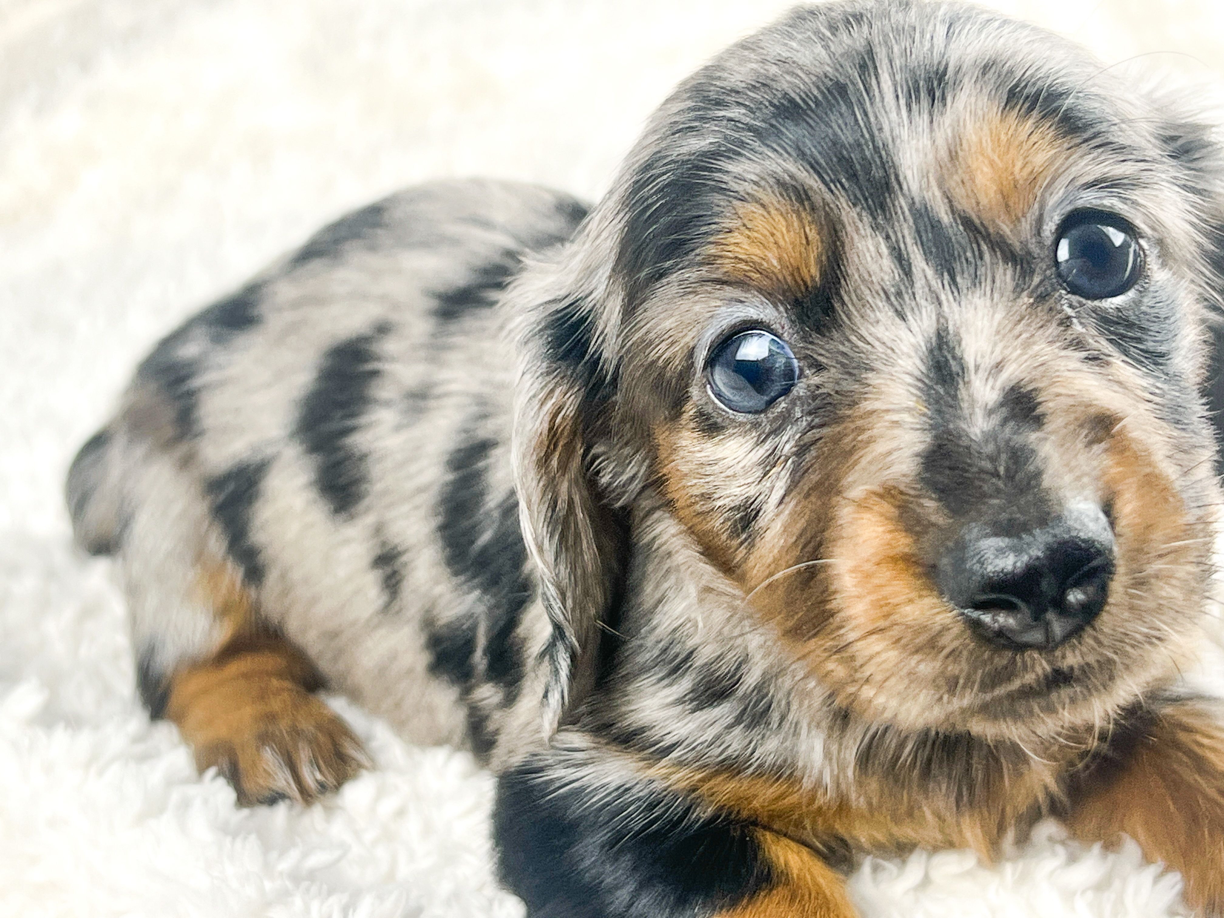 Egg – Miniature Dachshund puppy on hold in Sacramento, CA