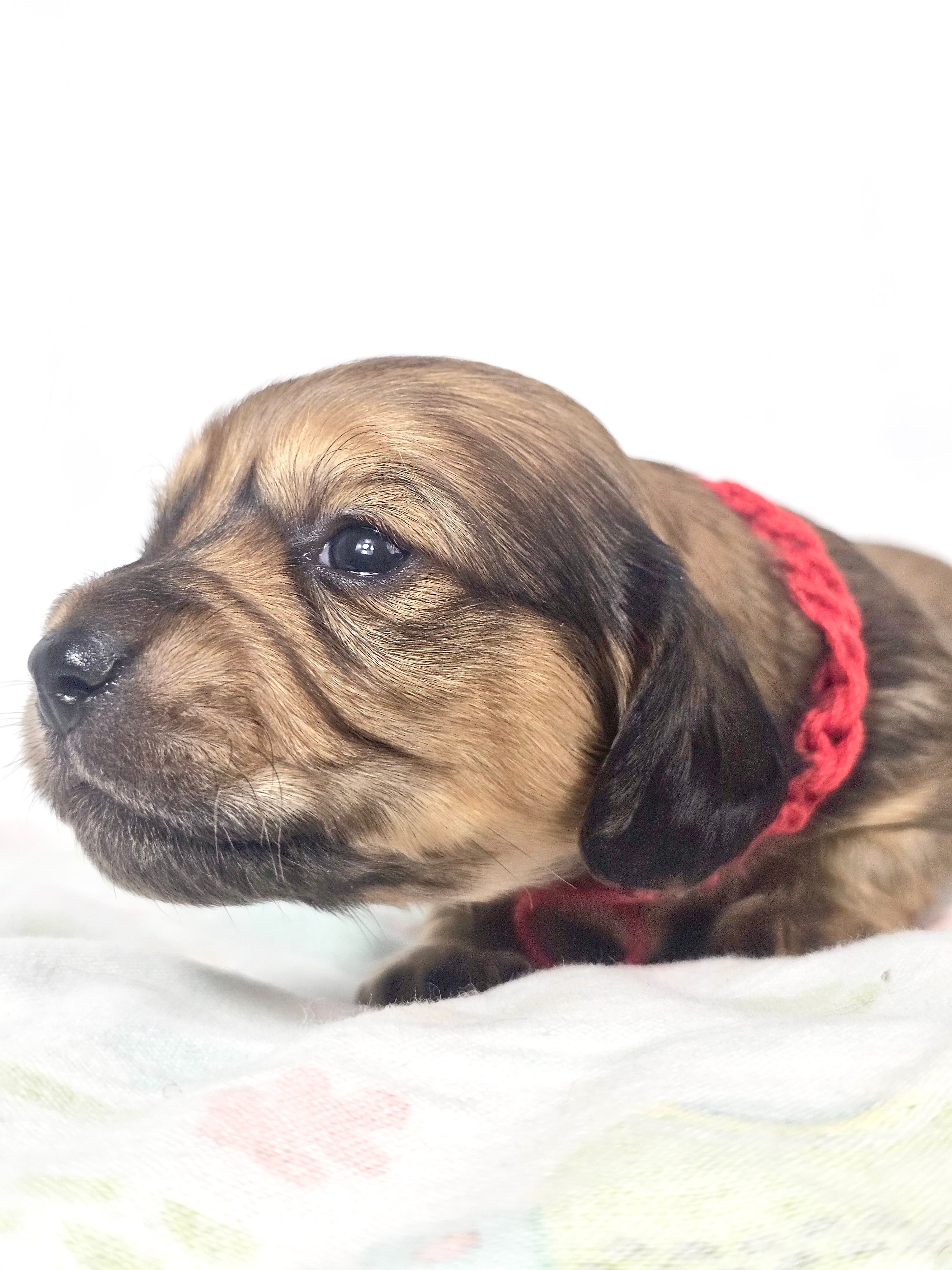 Patty – Miniature Dachshund puppy for sale in Sacramento, CA