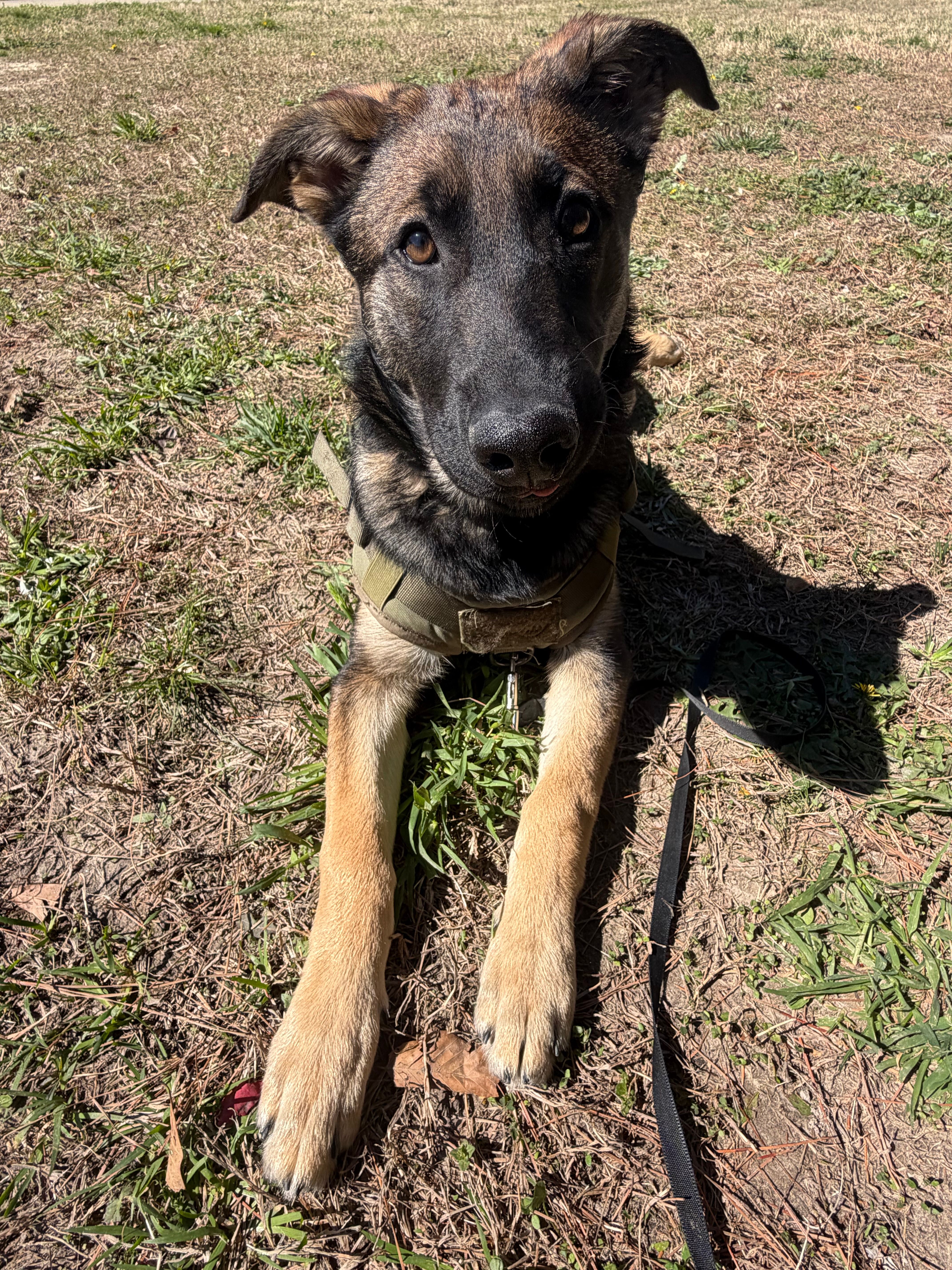 O’no – Belgian Malinois, German Shepherd Dog puppy for sale in Suffolk, VA