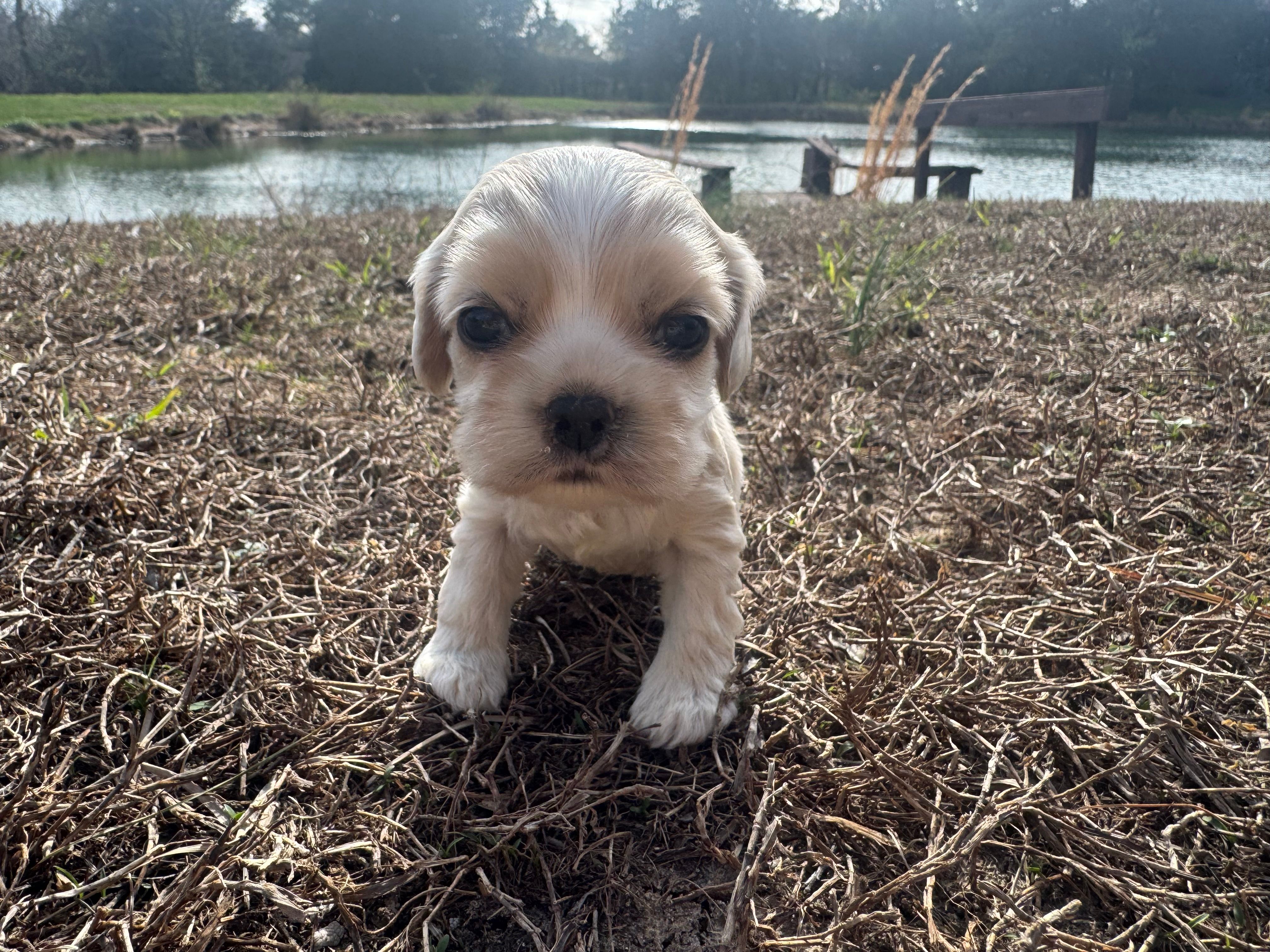 Luke – Cocker Spaniel puppy for sale in Jonesboro, IL