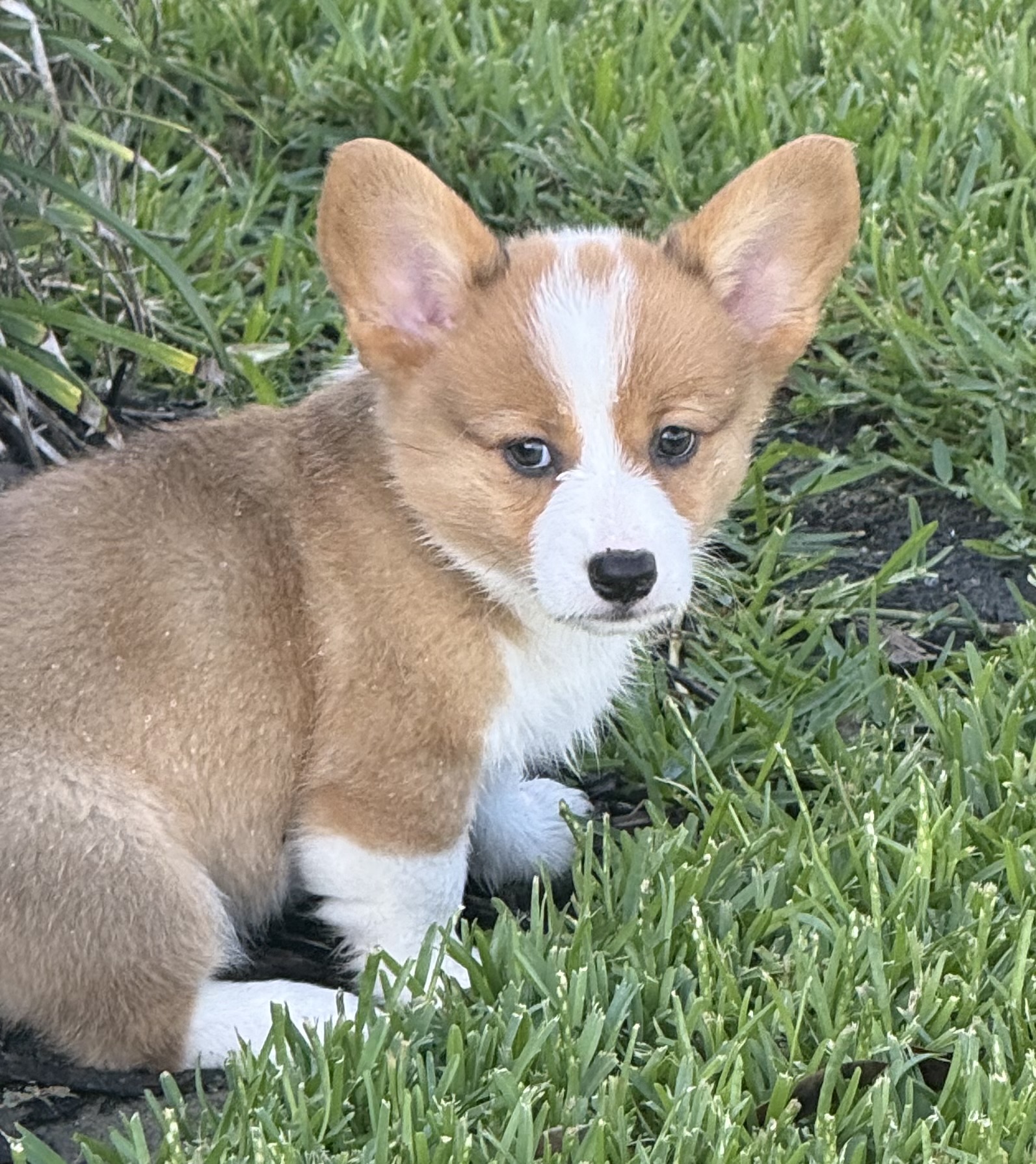 Daisy – Pembroke Welsh Corgi puppy for sale in Mont Belvieu, TX