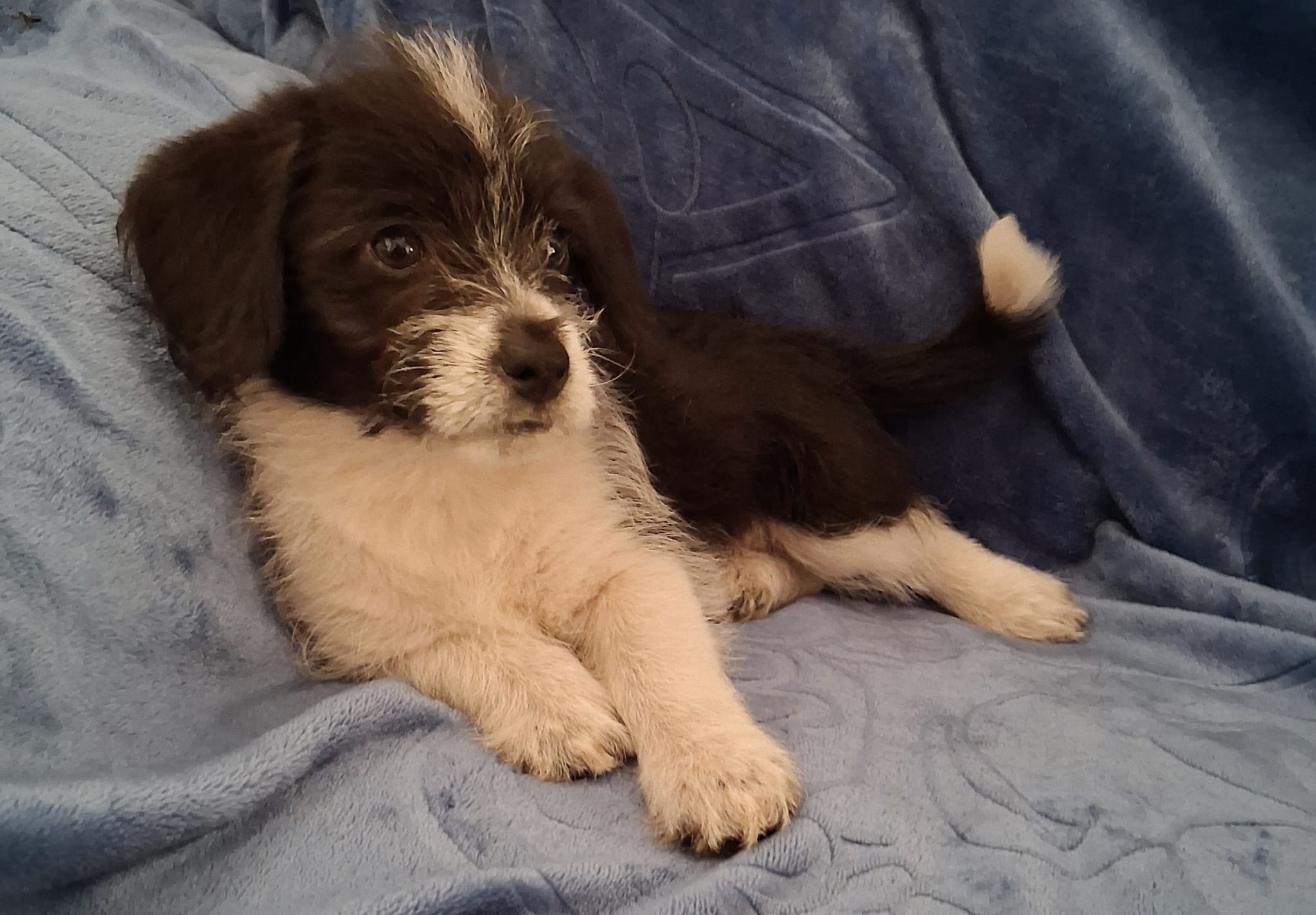 Star – Pembroke Welsh Corgi, Shihpoo puppy for sale in Paisley, FL